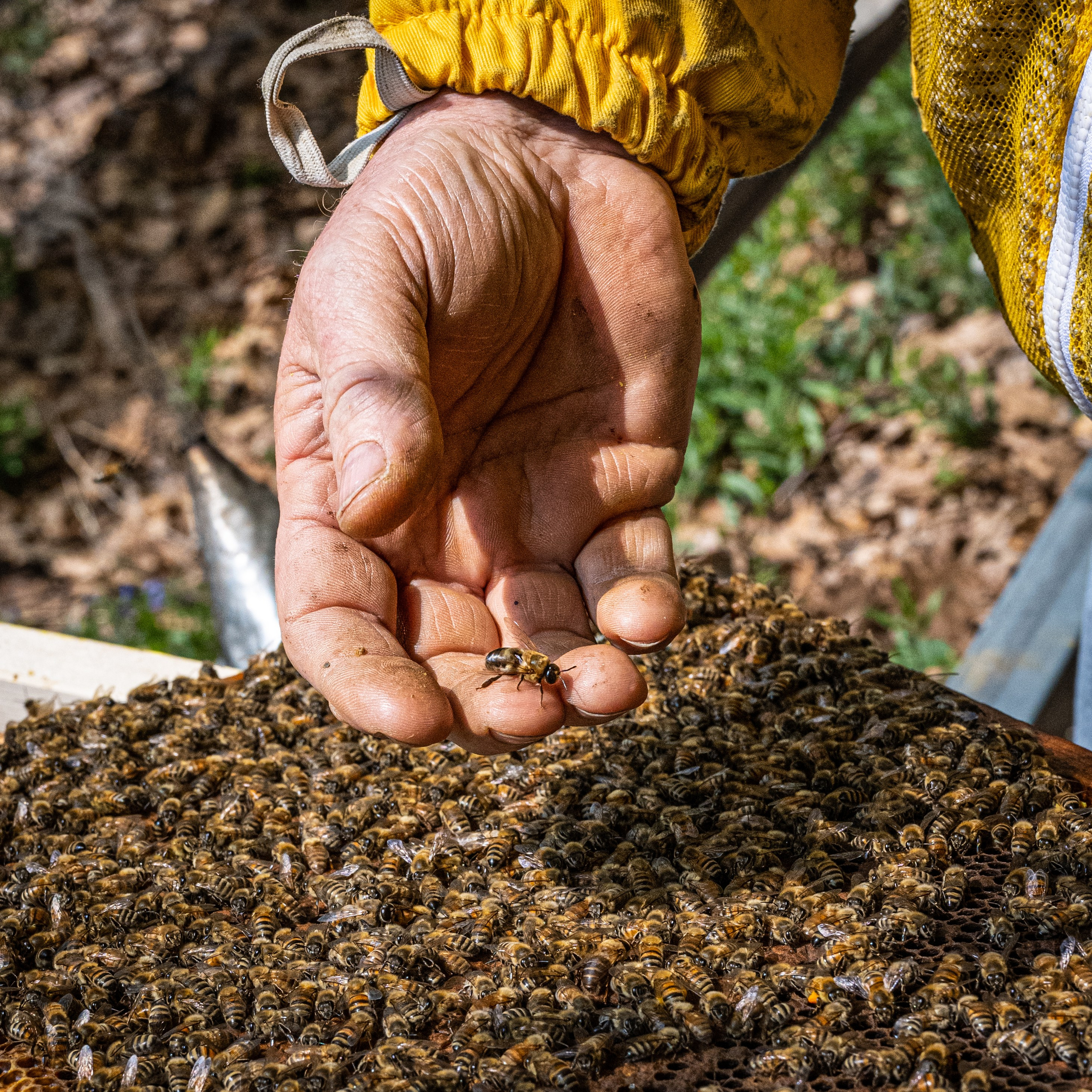 Apicultura Bergadano. “Gianmaria Coscia fotografo per passione”