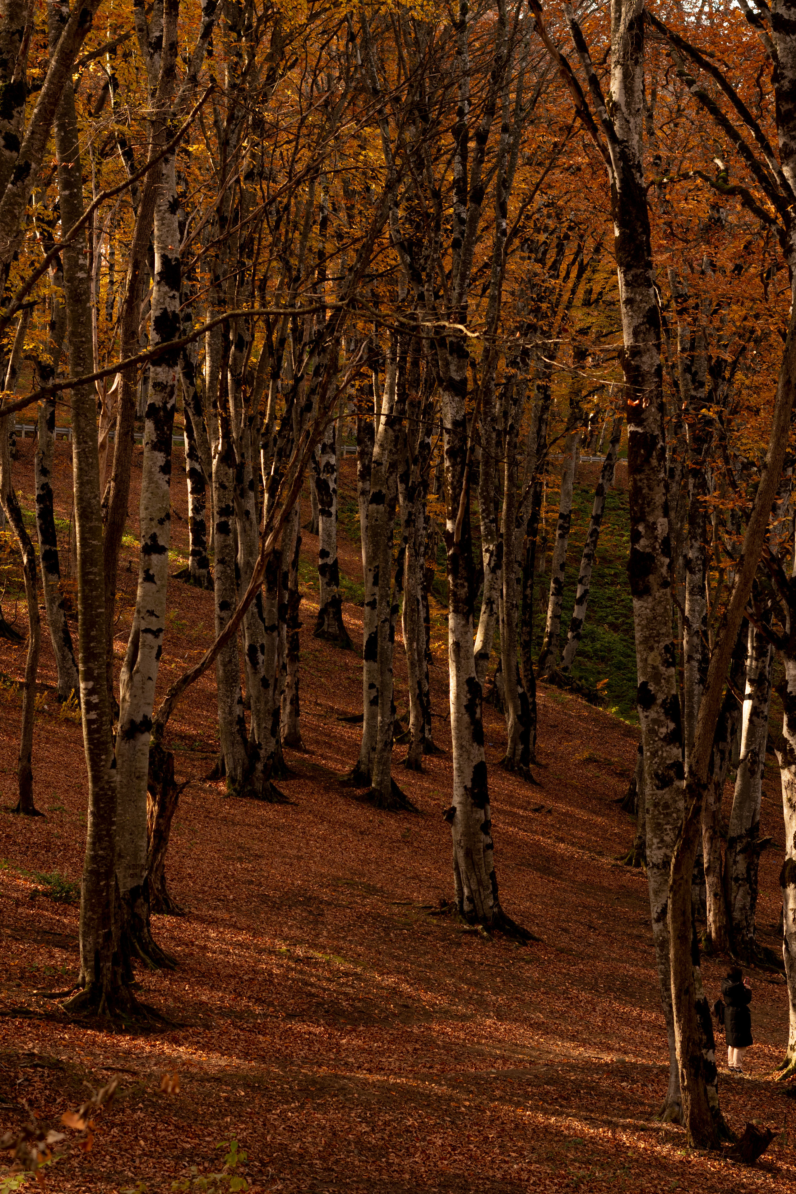 Georgia. VALERIYA ERMOLAEVA PHOTOGRAPHER IN VALENCIA, SPAIN
