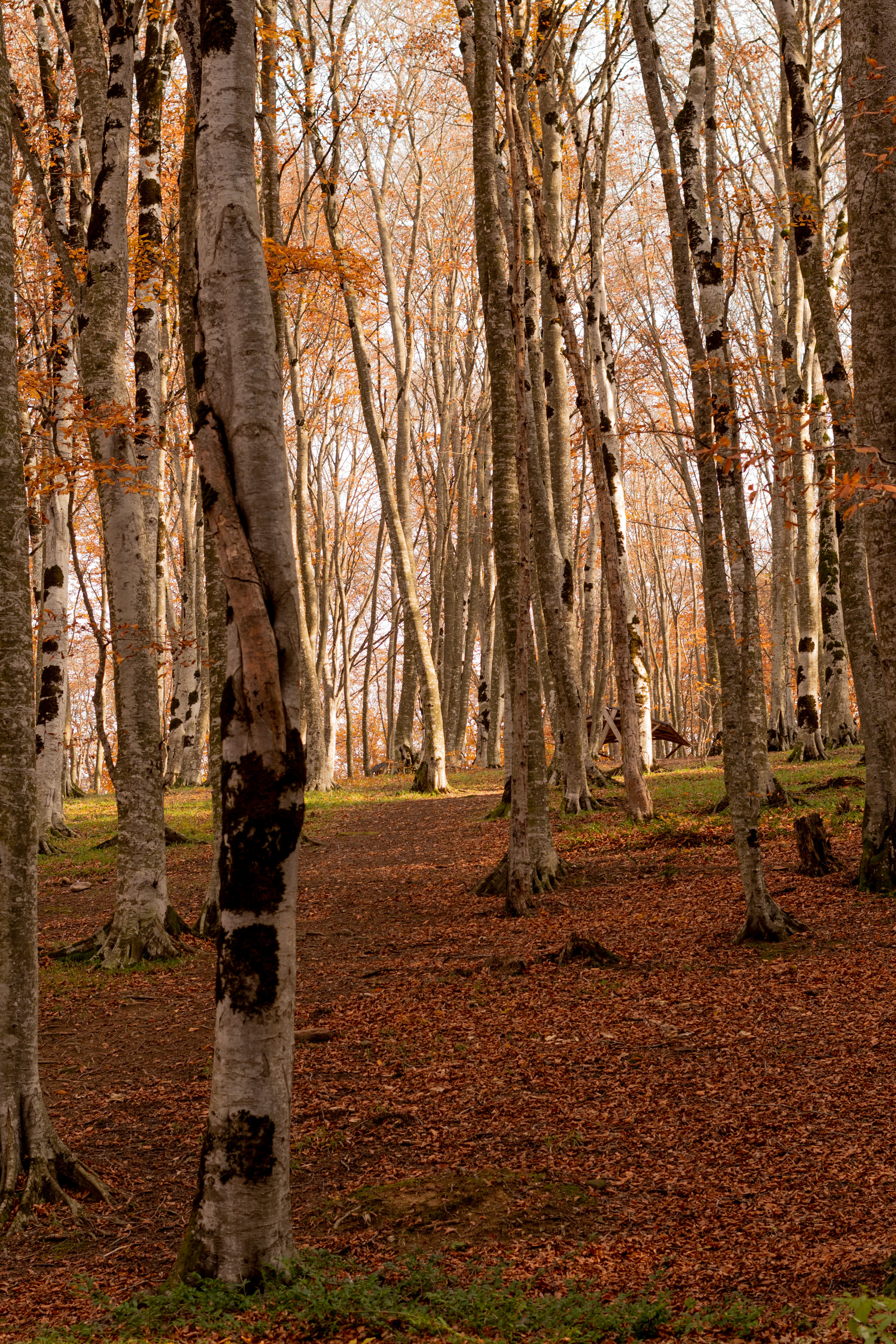 Georgia. VALERIYA ERMOLAEVA PHOTOGRAPHER IN VALENCIA, SPAIN