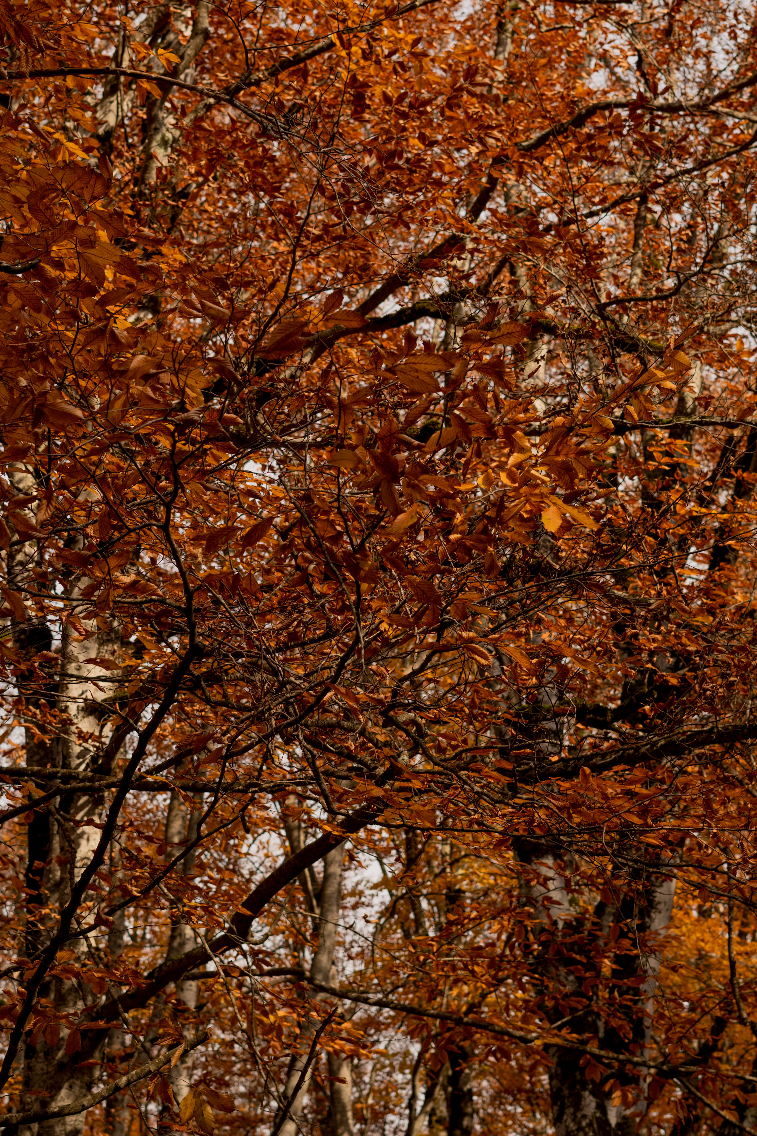 Georgia. VALERIYA ERMOLAEVA PHOTOGRAPHER IN VALENCIA, SPAIN