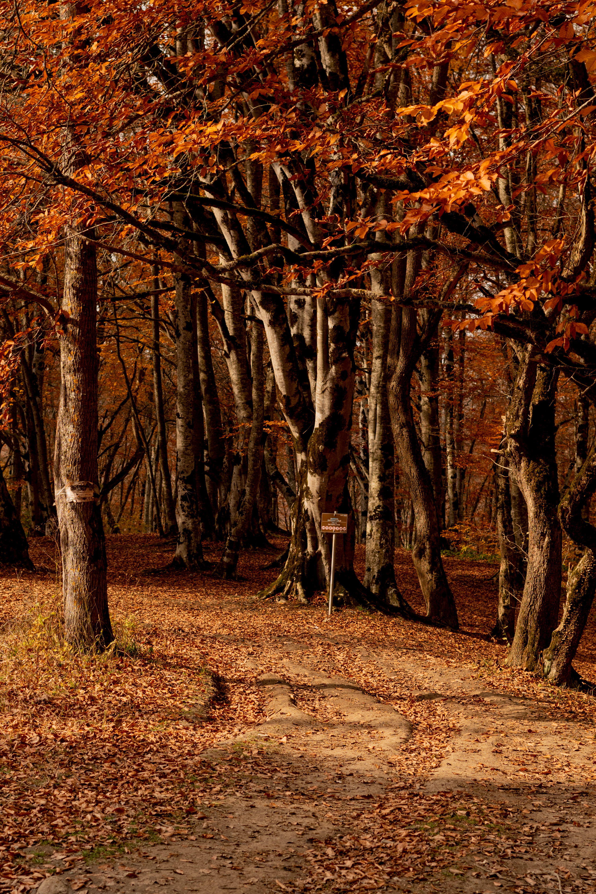 Georgia. VALERIYA ERMOLAEVA PHOTOGRAPHER IN VALENCIA, SPAIN