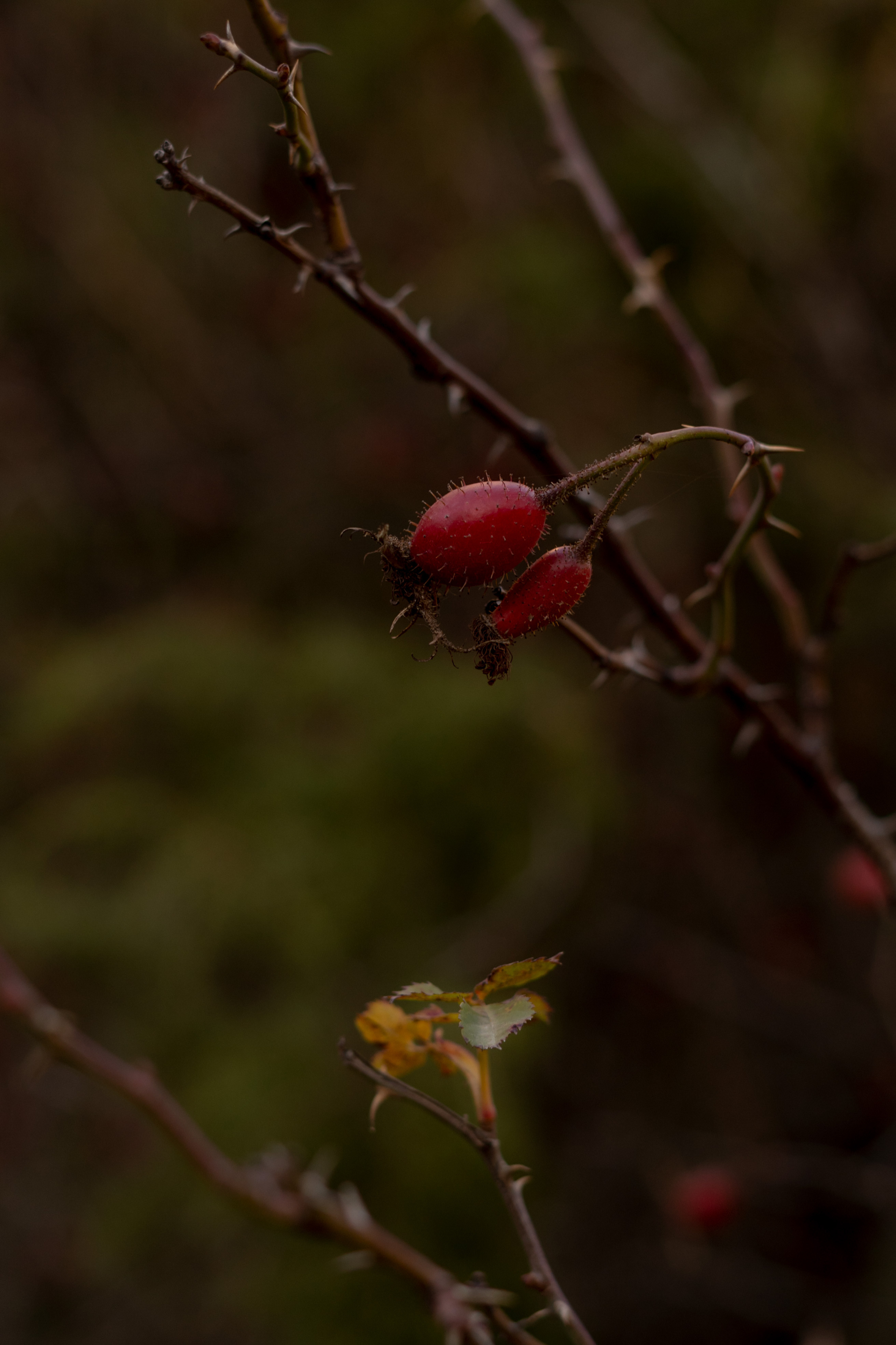 Georgia. VALERIYA ERMOLAEVA PHOTOGRAPHER IN VALENCIA, SPAIN