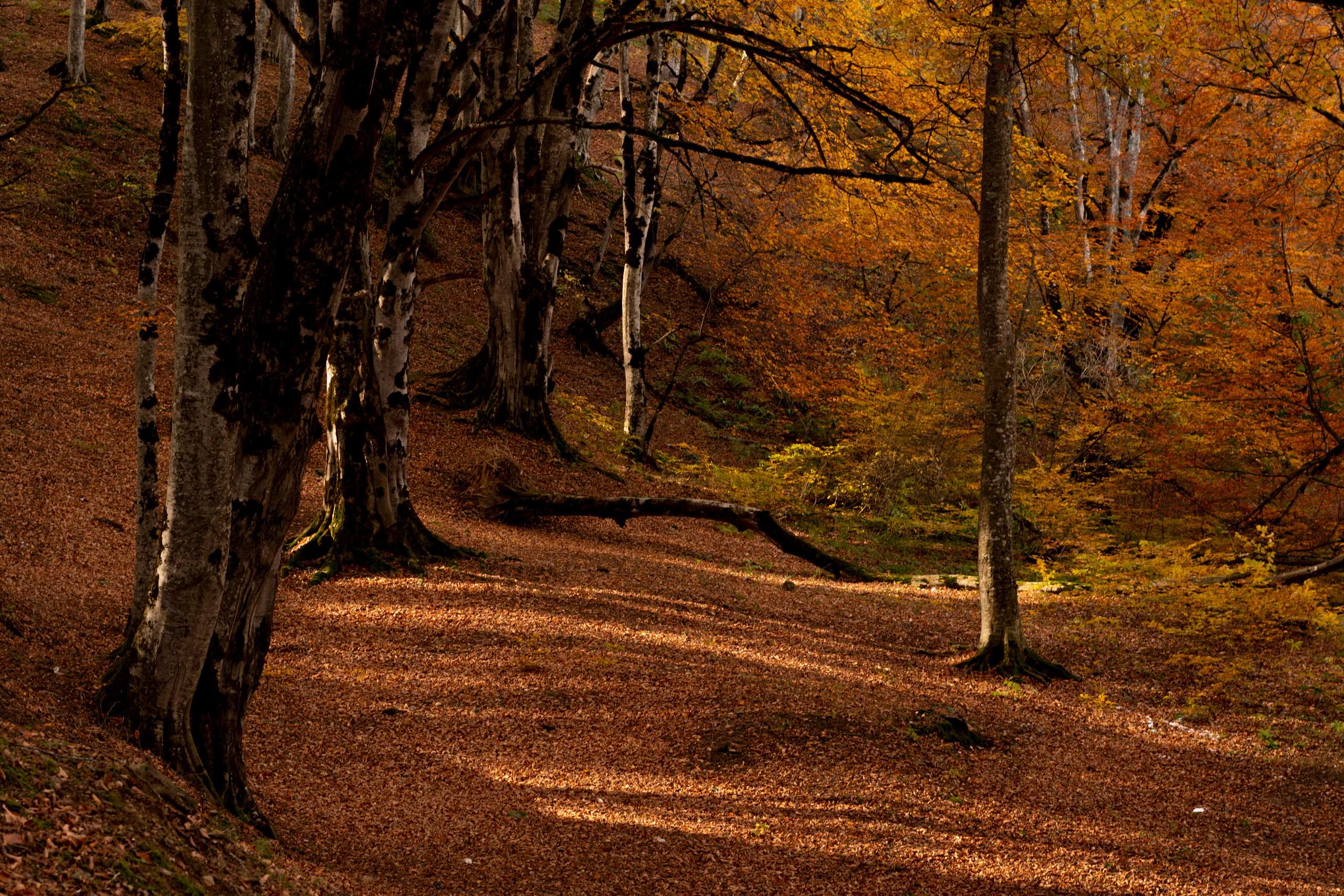 Georgia. VALERIYA ERMOLAEVA PHOTOGRAPHER IN VALENCIA, SPAIN