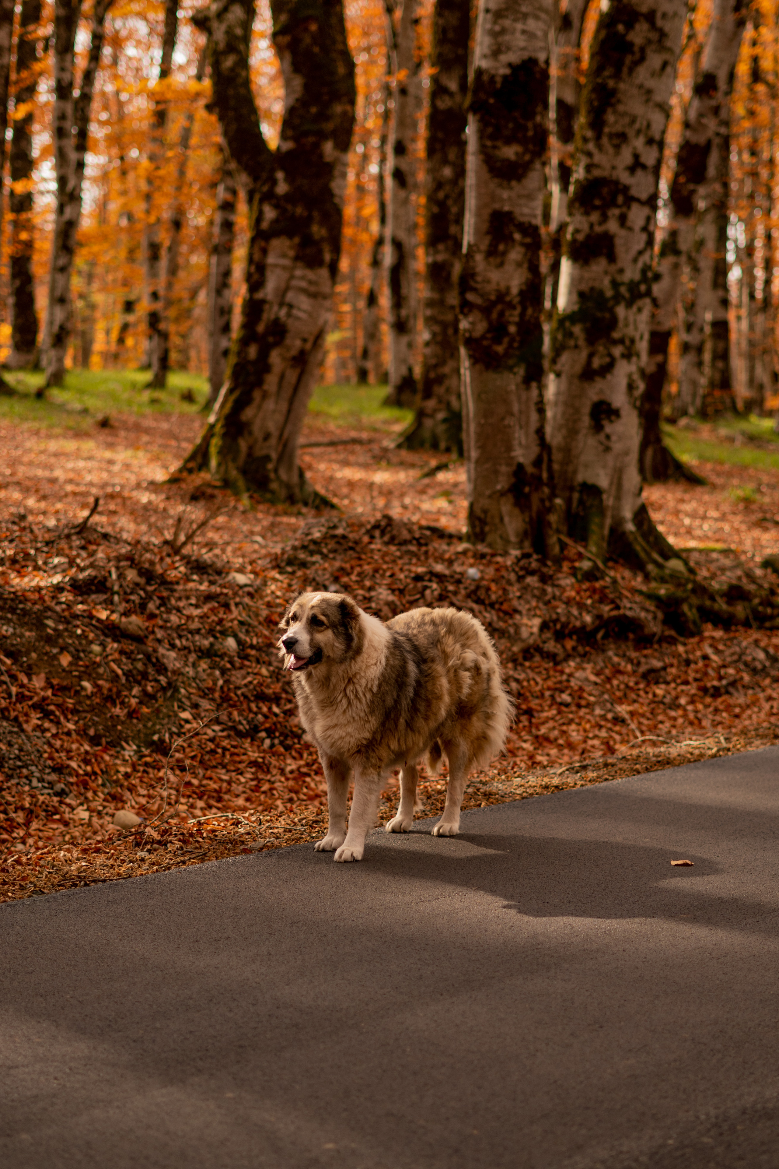 Georgia. VALERIYA ERMOLAEVA PHOTOGRAPHER IN VALENCIA, SPAIN