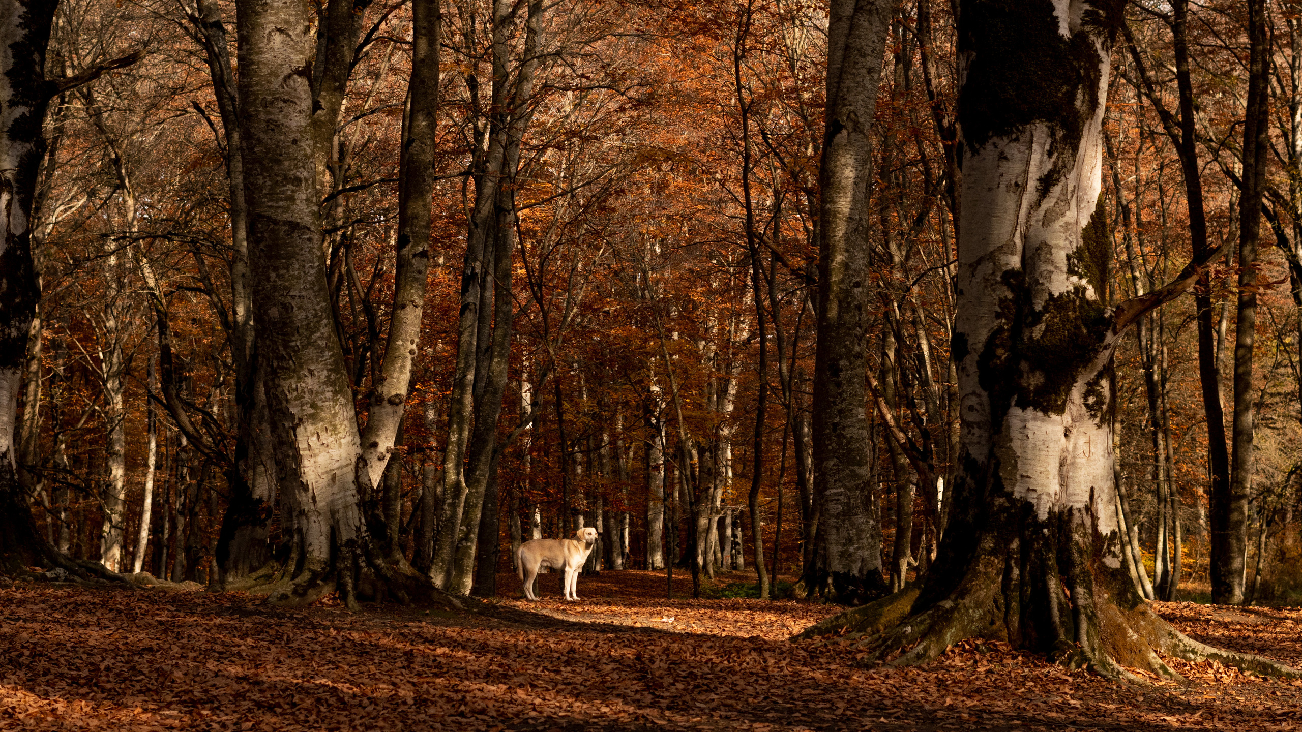 Georgia. VALERIYA ERMOLAEVA PHOTOGRAPHER IN VALENCIA, SPAIN