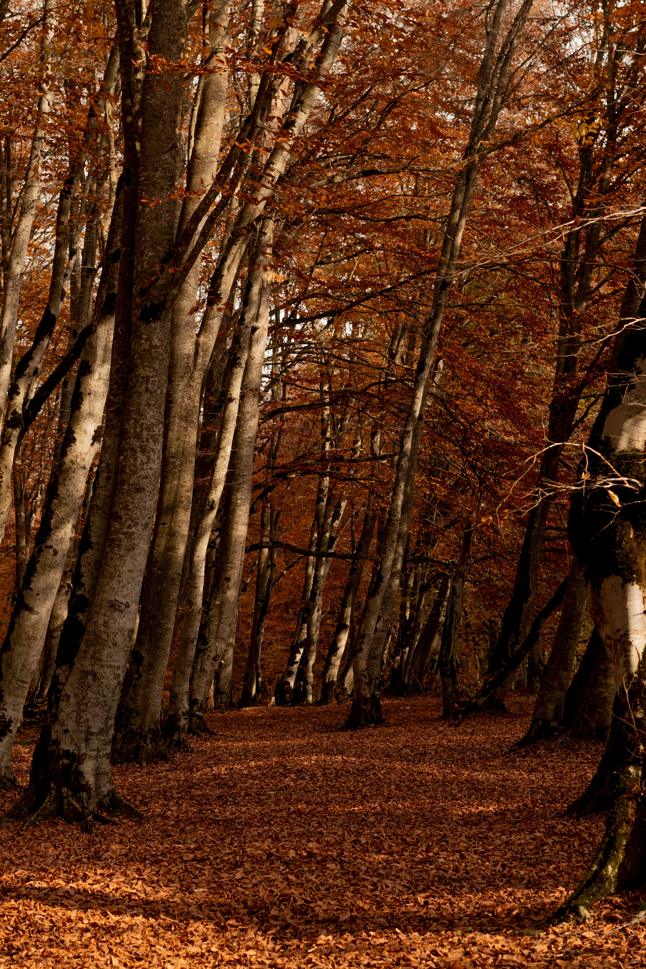 Georgia. VALERIYA ERMOLAEVA PHOTOGRAPHER IN VALENCIA, SPAIN