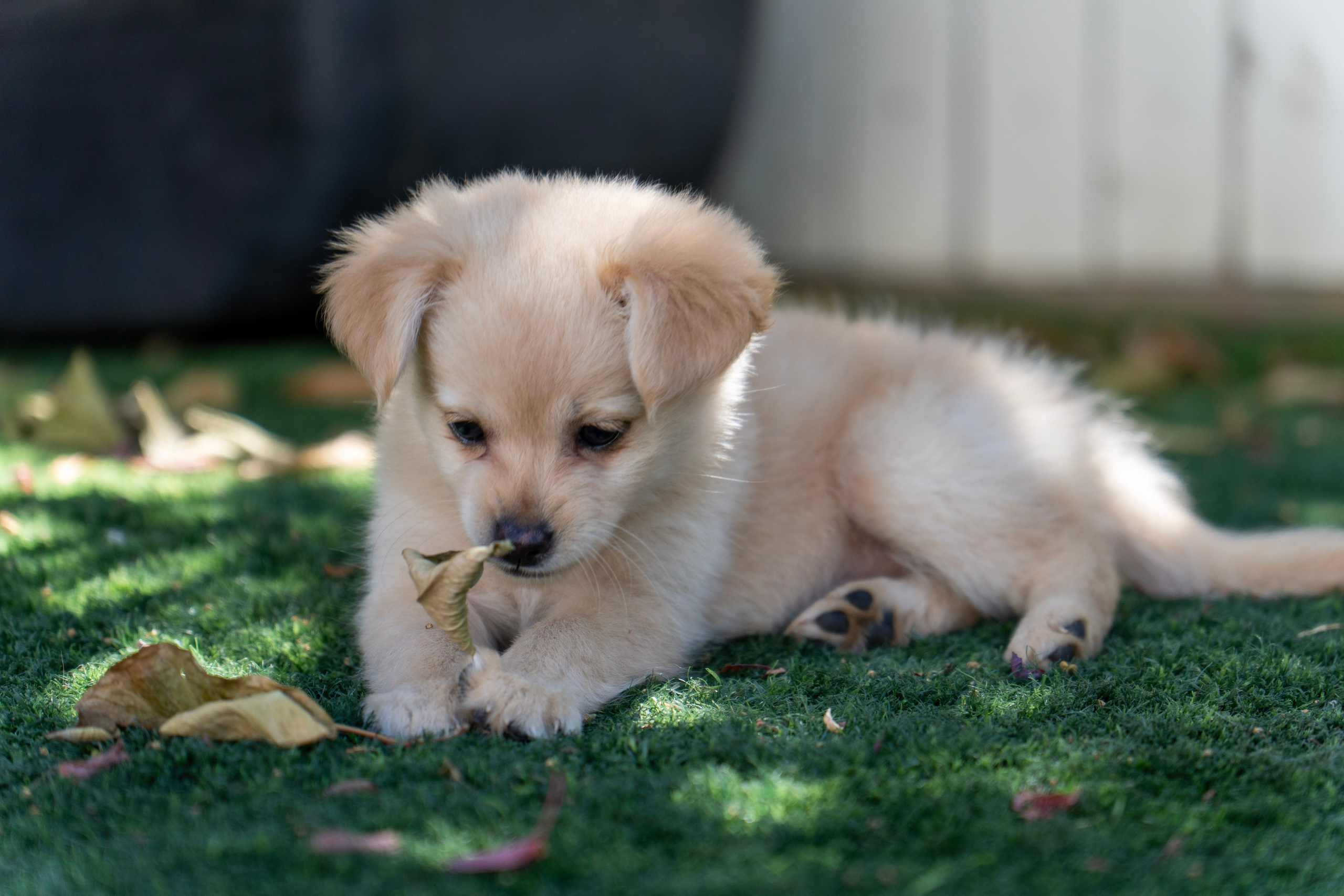 Random dogs. Главное меню