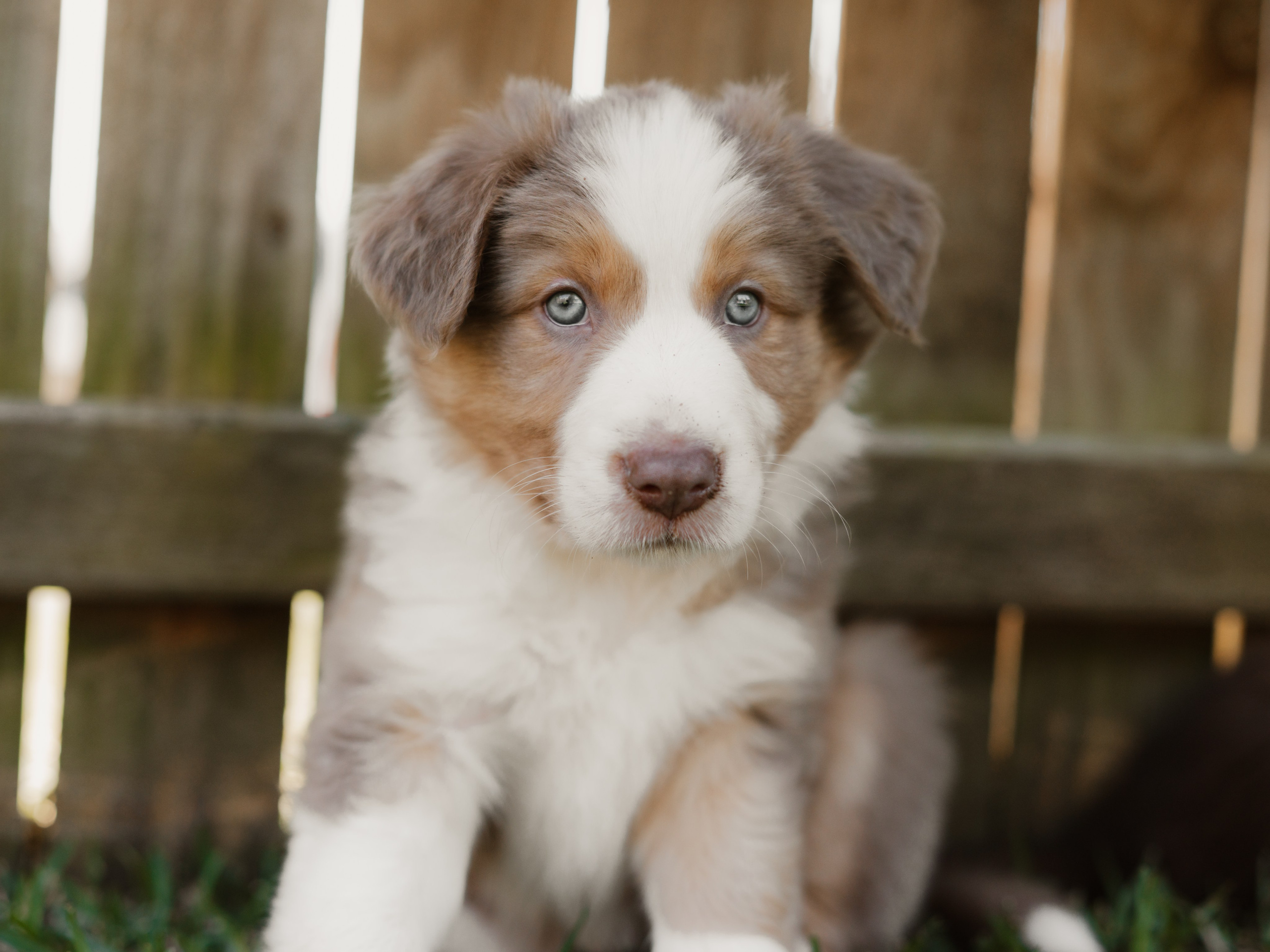 Goldies Collies — Pups. Natural and candid photography Jean Santiago