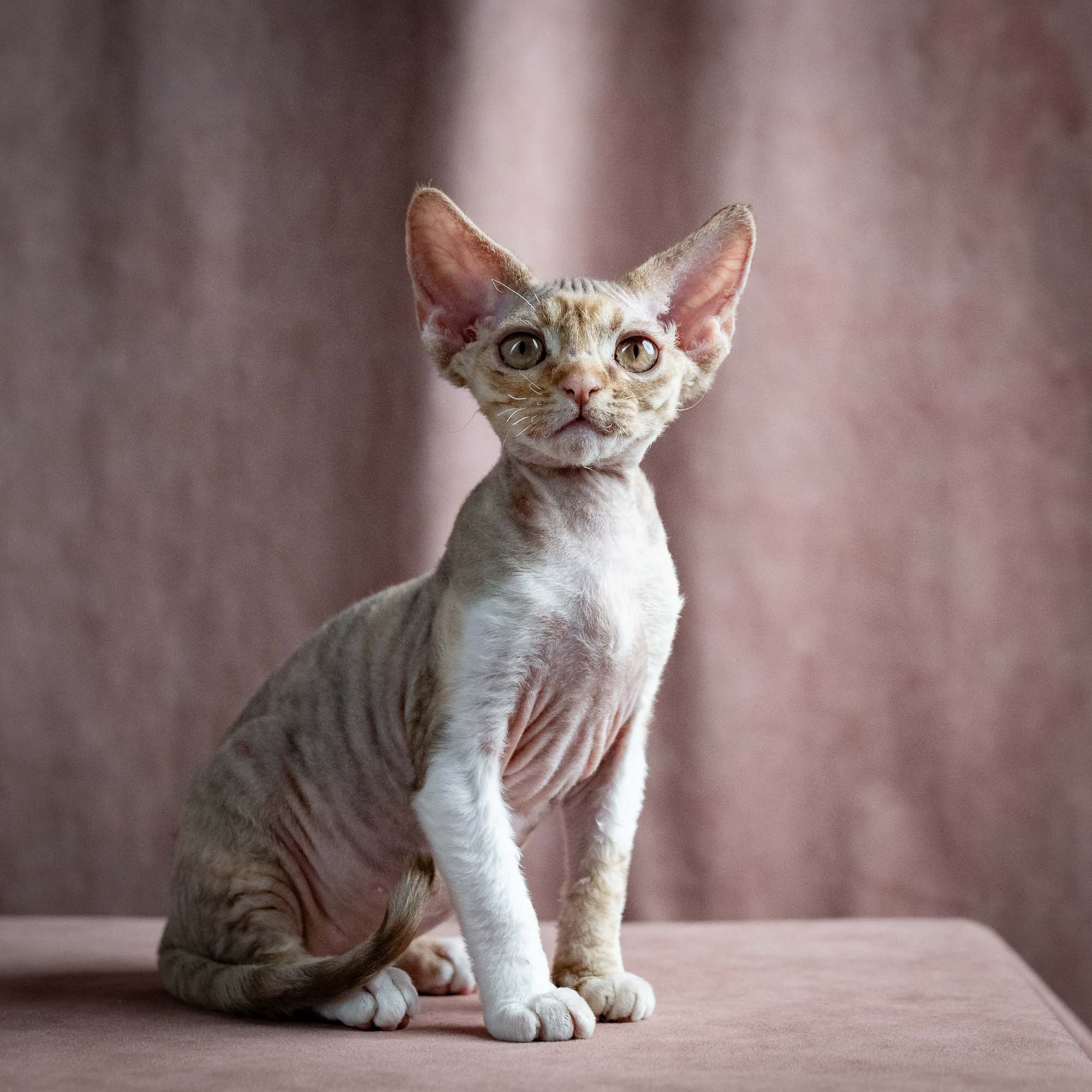 Ophelia, girl, born 02.08.26. Devon Rex Pixie Cattery