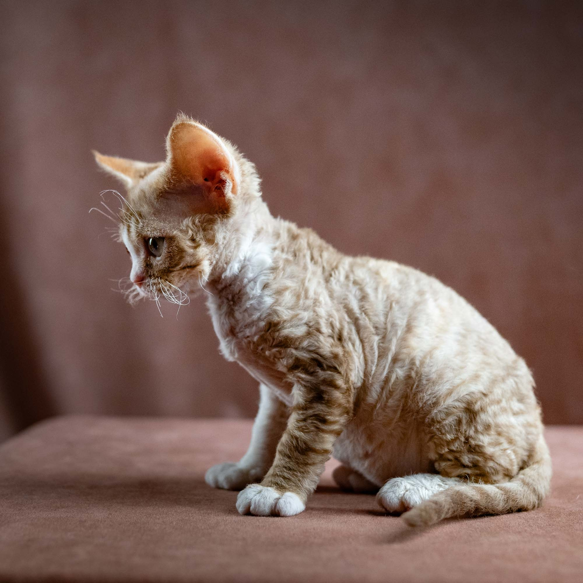 Houston, girl, born 04.20.25. Devon Rex Pixie Cattery