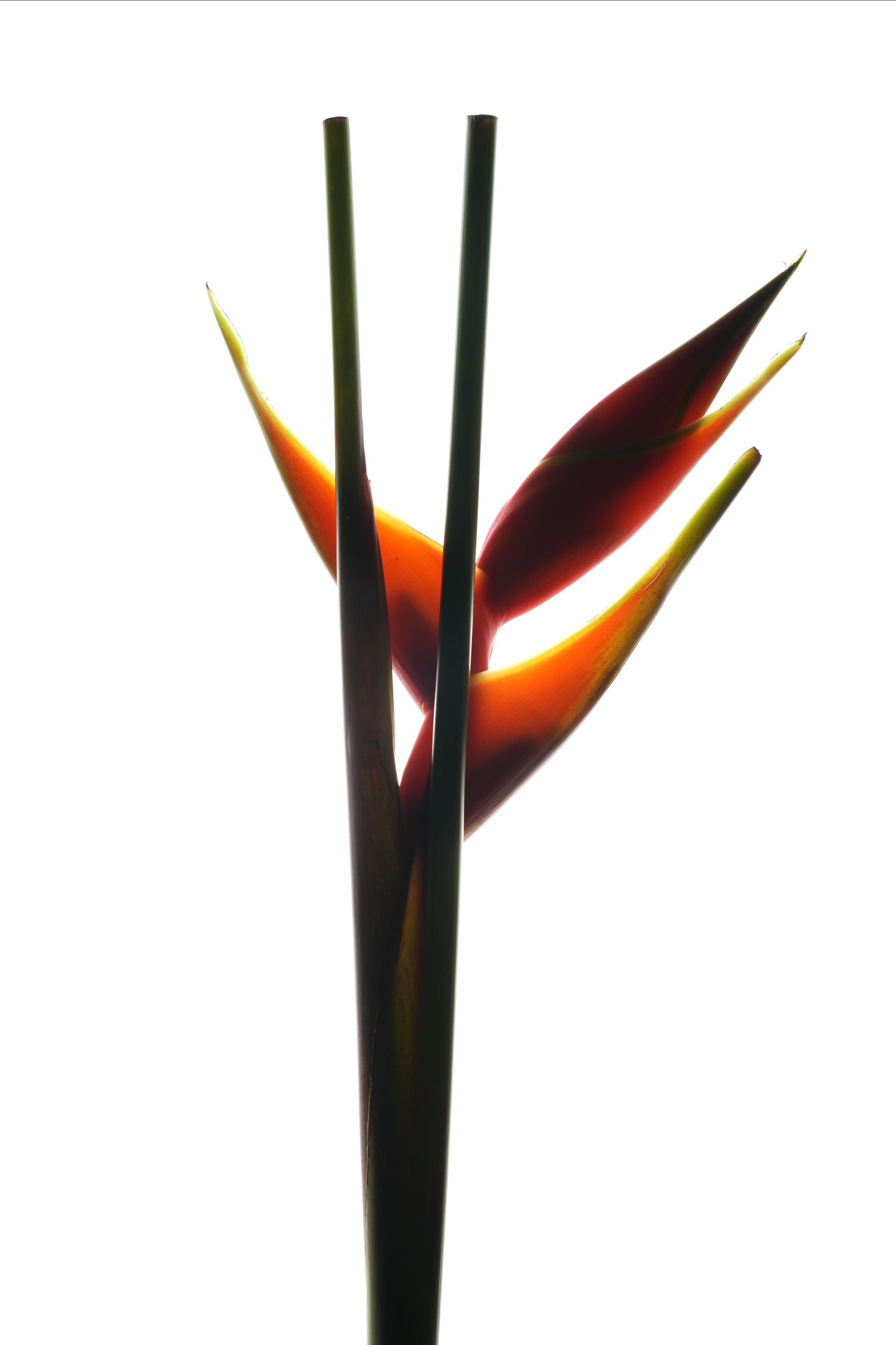 PORTFOLIO. Anna Omni — concept photographer and digital artist in Riga, Latvia