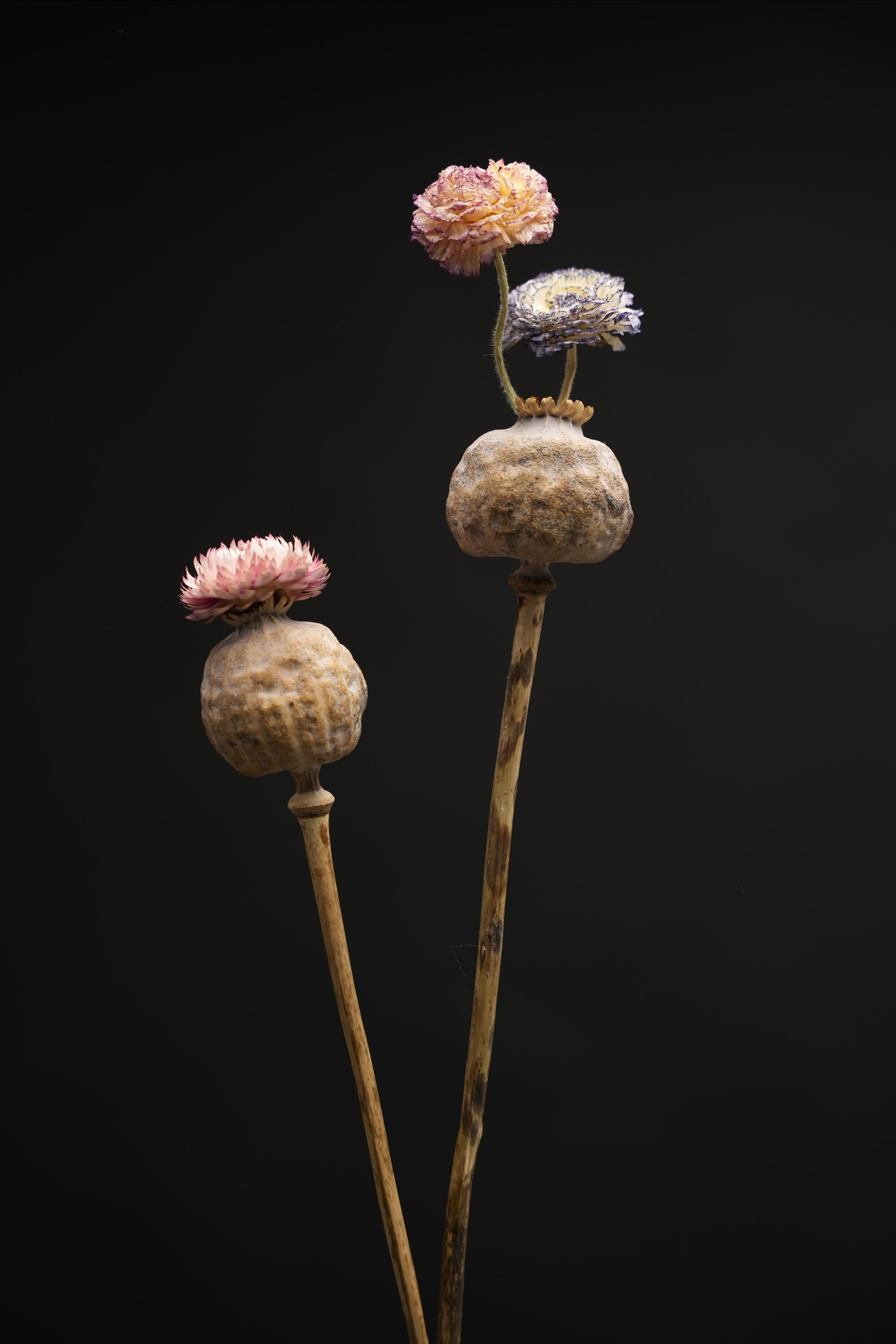 PORTFOLIO. Anna Omni — concept photographer and digital artist in Riga, Latvia