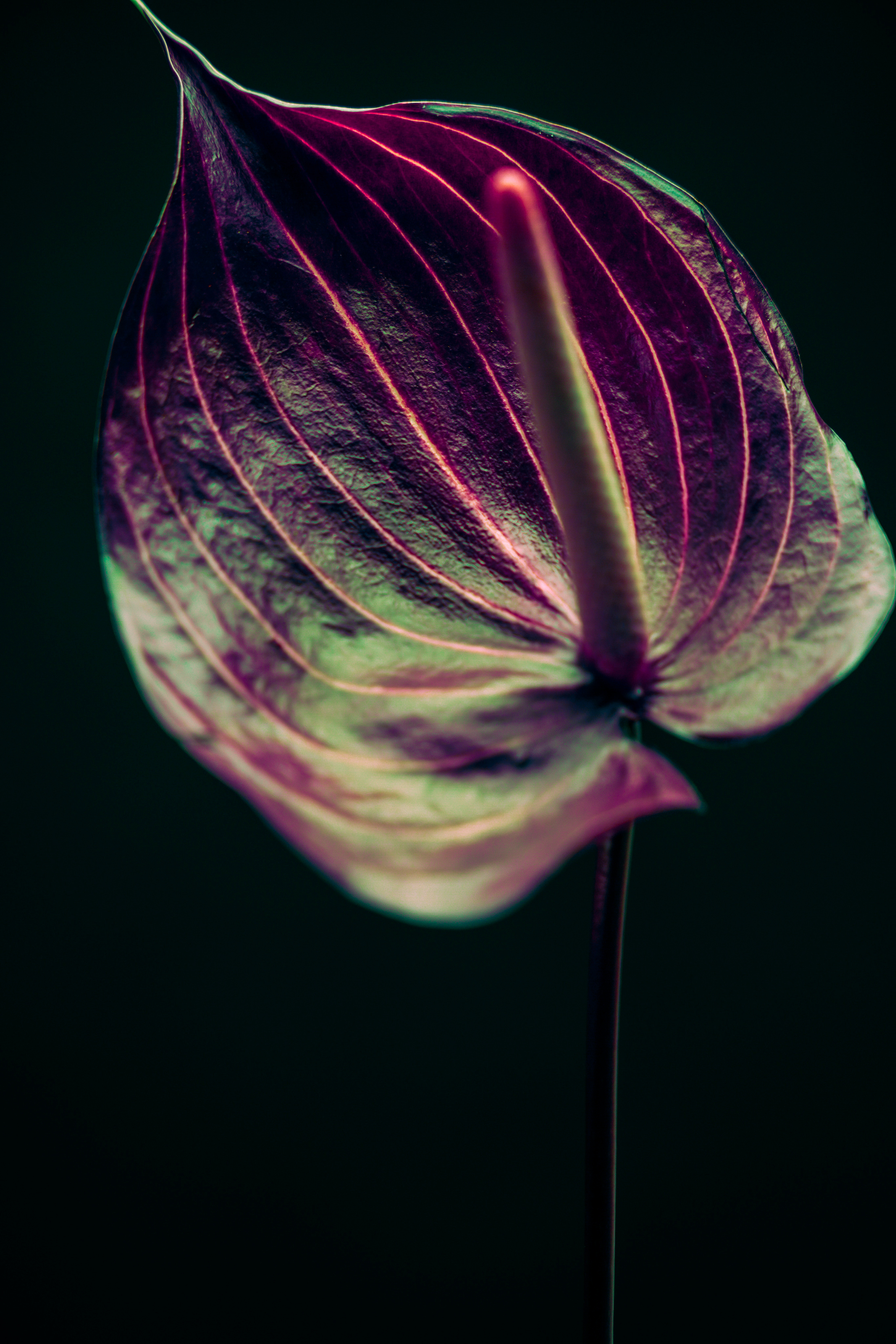 “HK FLOWERZ” FLOWER CAMPAIGN. Anna Omni — concept photographer and digital artist in Riga, Latvia