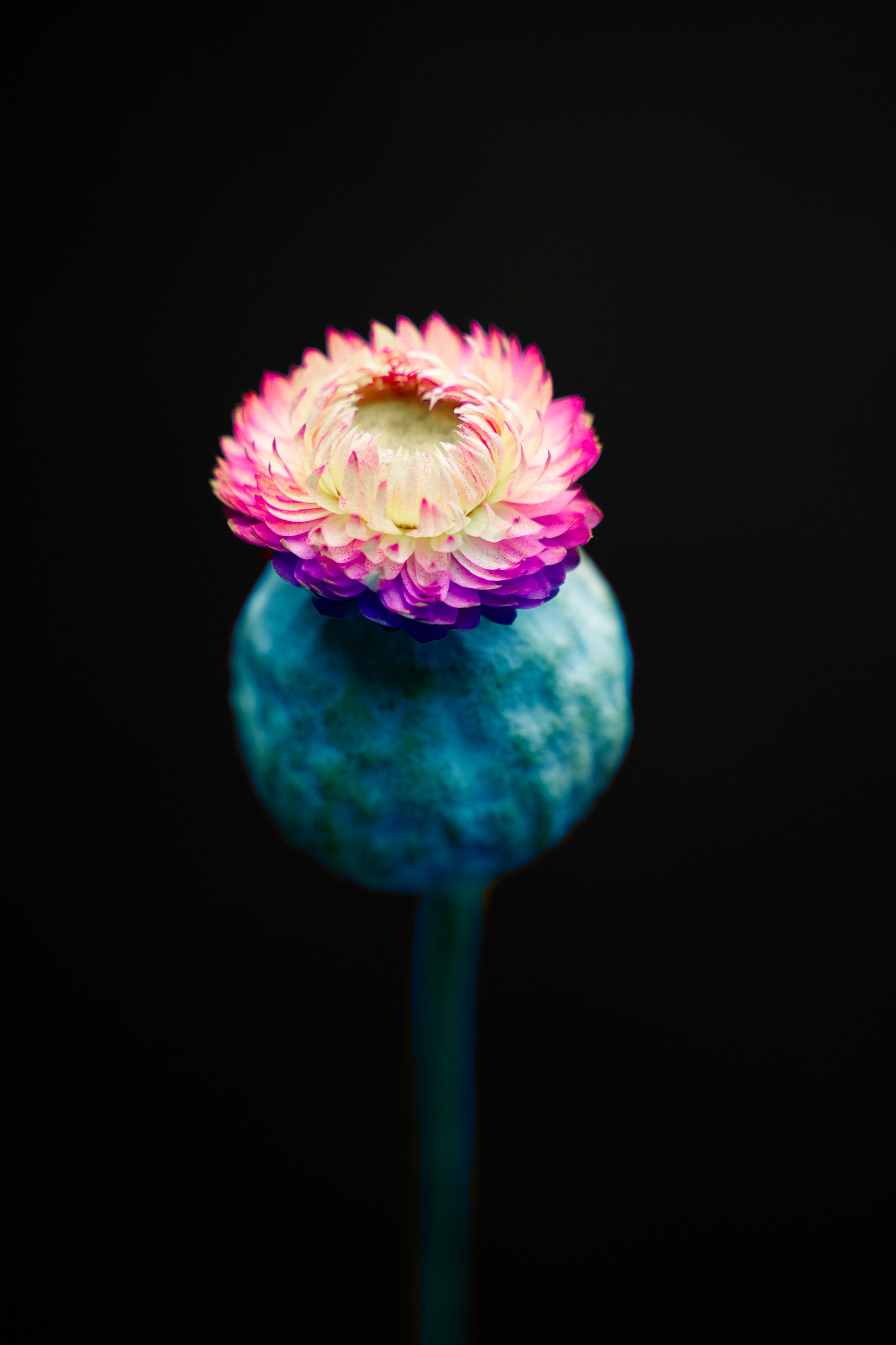 “HK FLOWERZ” FLOWER CAMPAIGN. Anna Omni — concept photographer and digital artist in Riga, Latvia