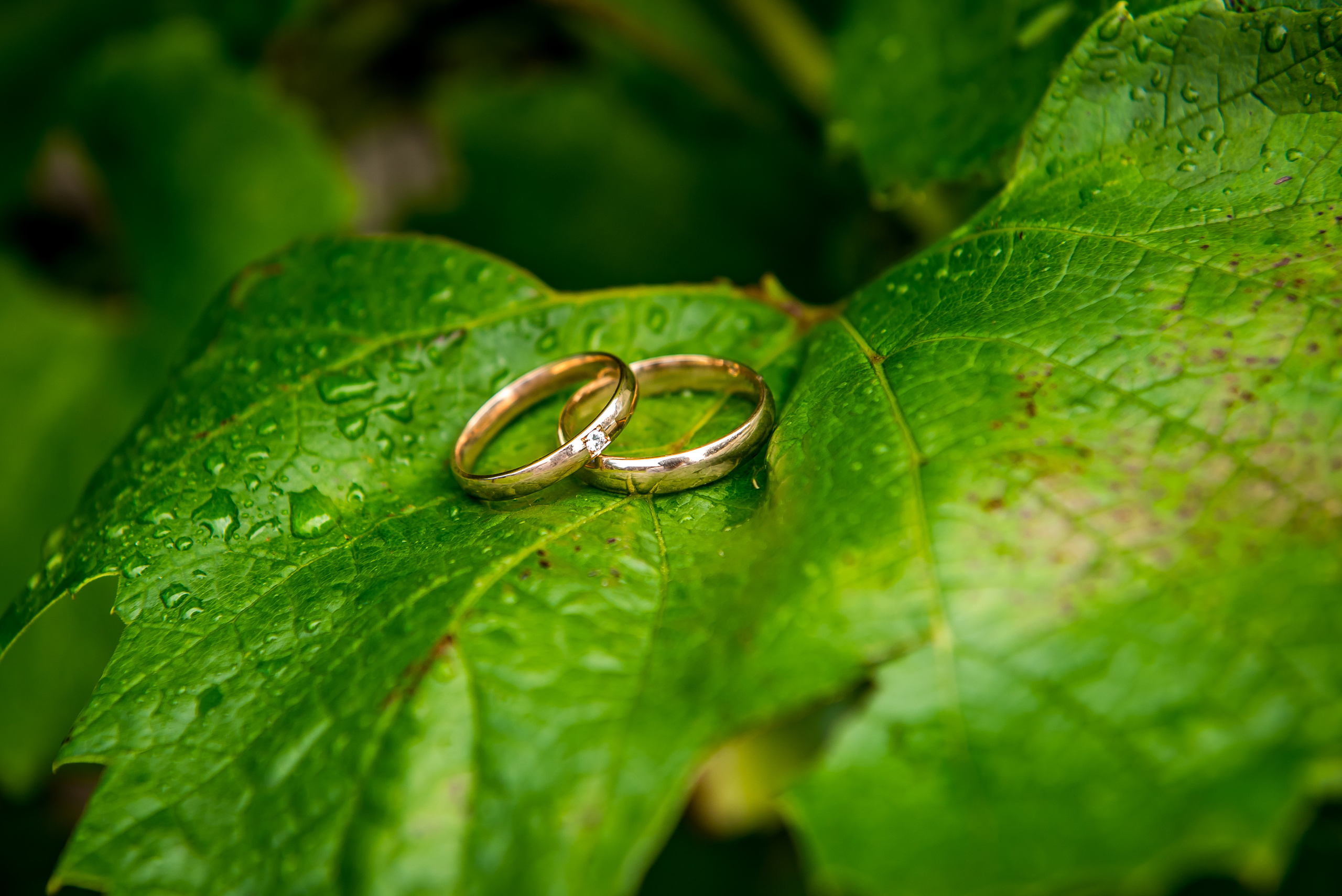 Patrick and Jurgita, Medumi. Свадебный фотограф Латвия Литва Европа Даугавпилс
