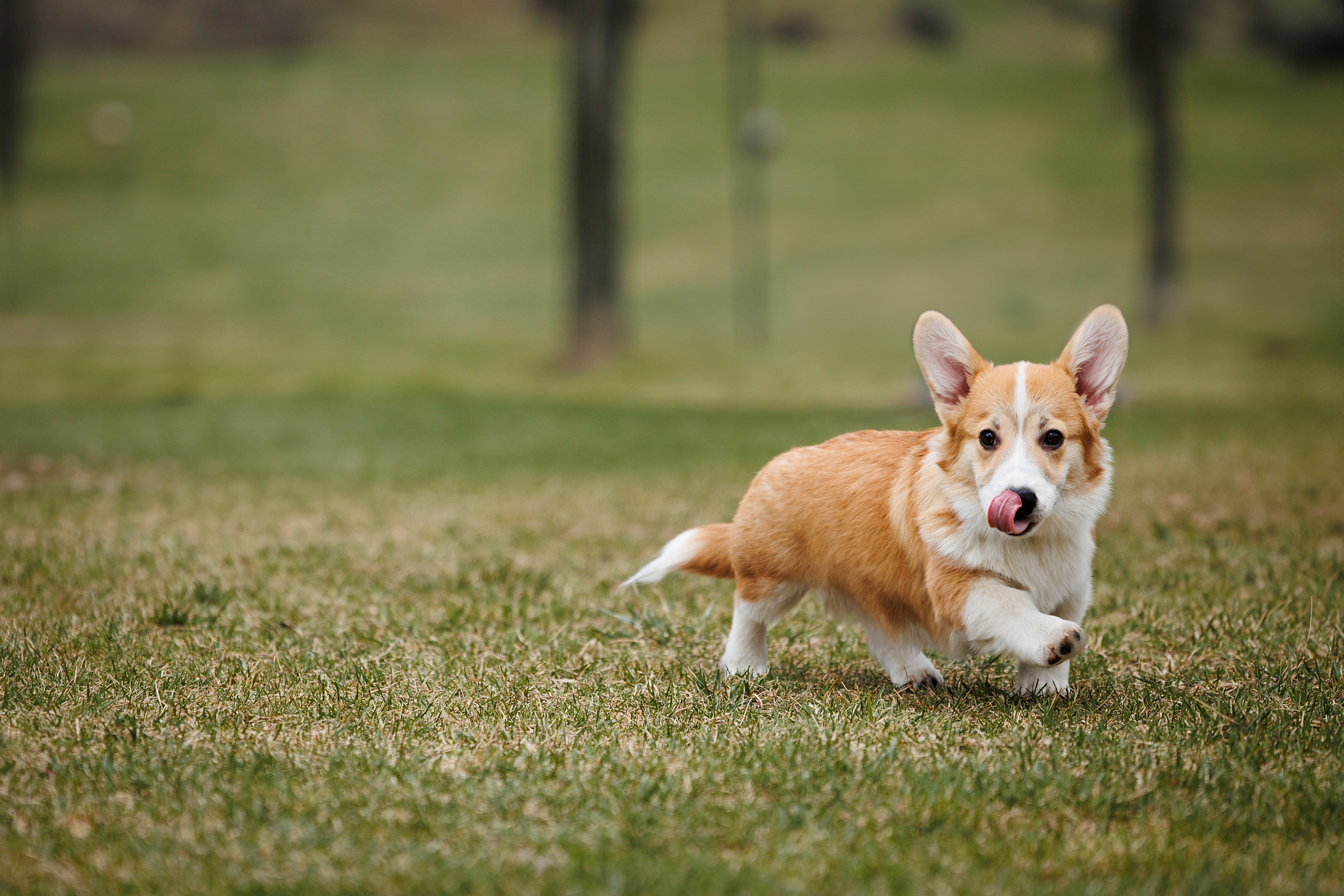 Welsh Corgi puppies. Семейный фотограф в Кишинёве Пулькина Ольга