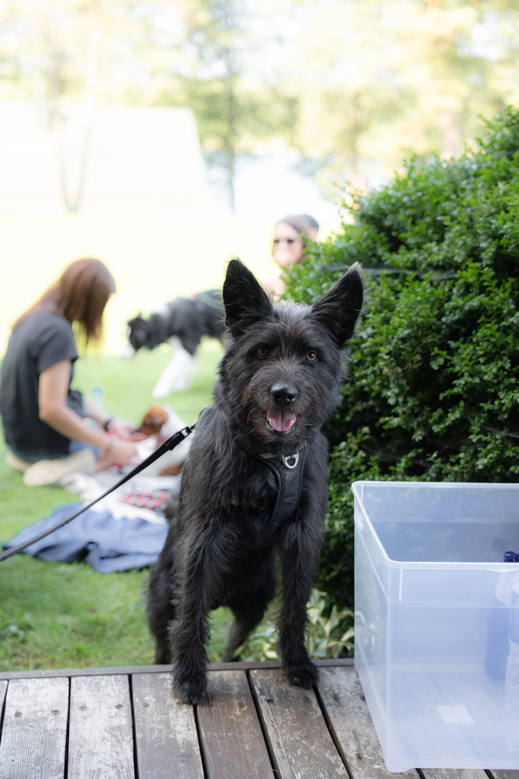 Heppi Dogo fest 2025. Vita Klimaševska ○ Fluffy Soulmate Photography