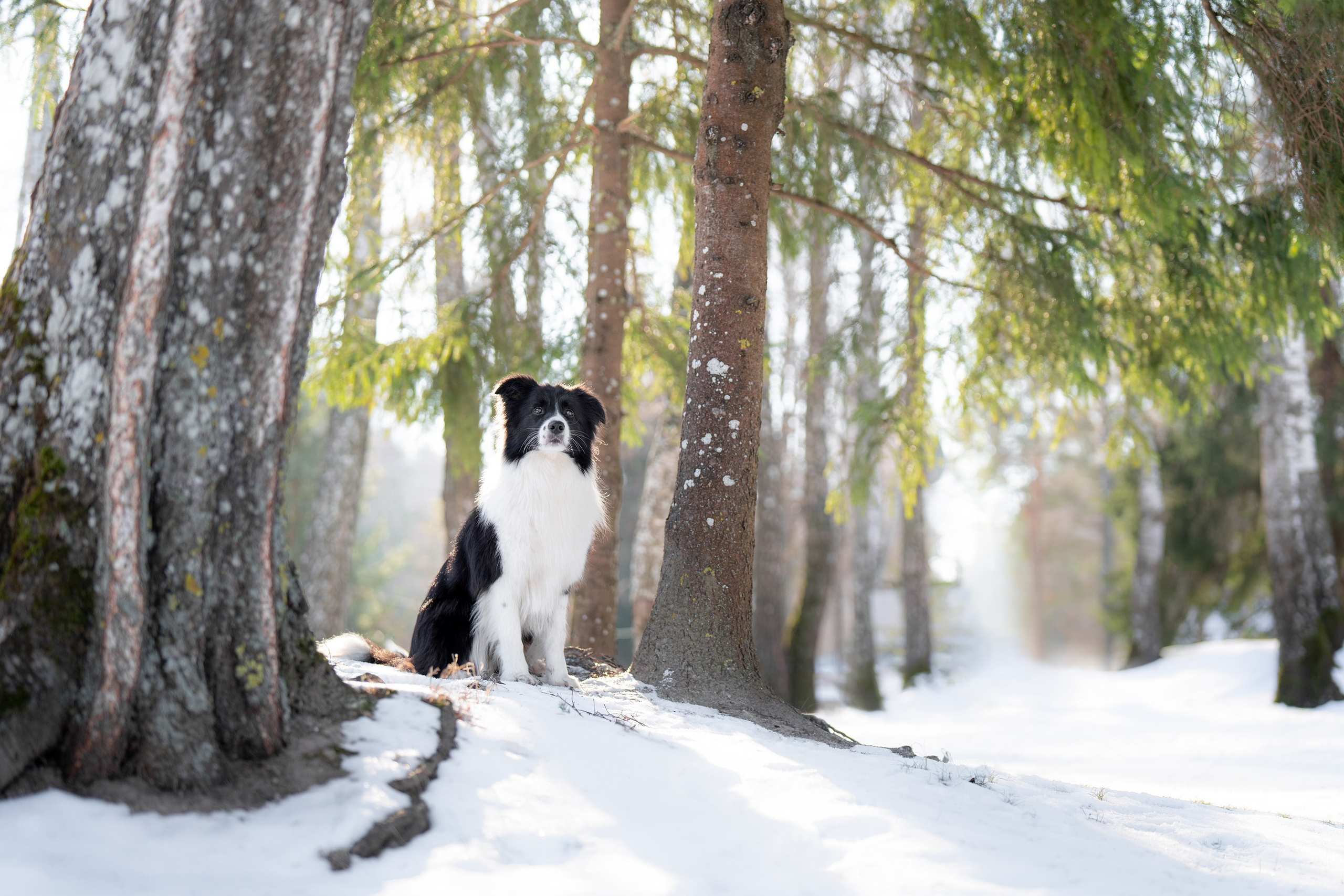Gabija, Deka ir šaltas žiemos rytas. Vita Klimaševska ○ Fluffy Soulmate Photography
