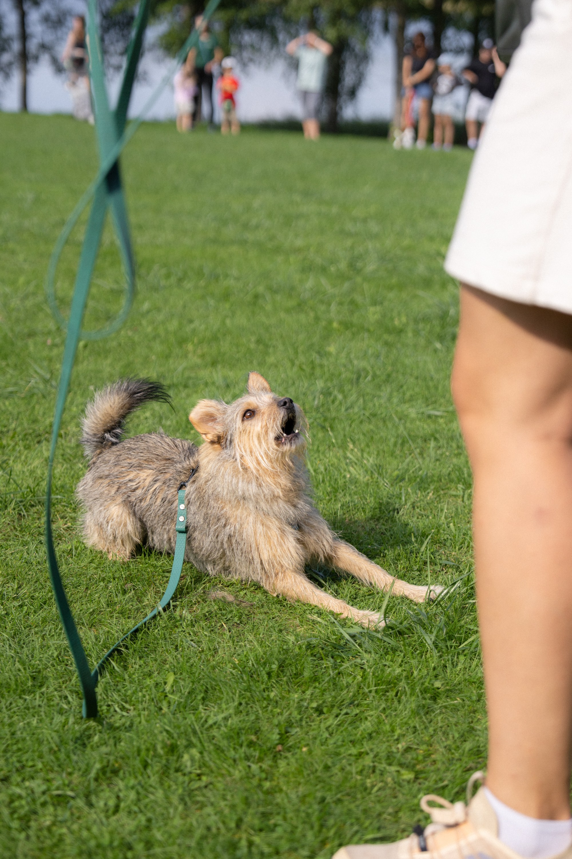 Heppi Dogo fest 2025. Vita Klimaševska ○ Fluffy Soulmate Photography