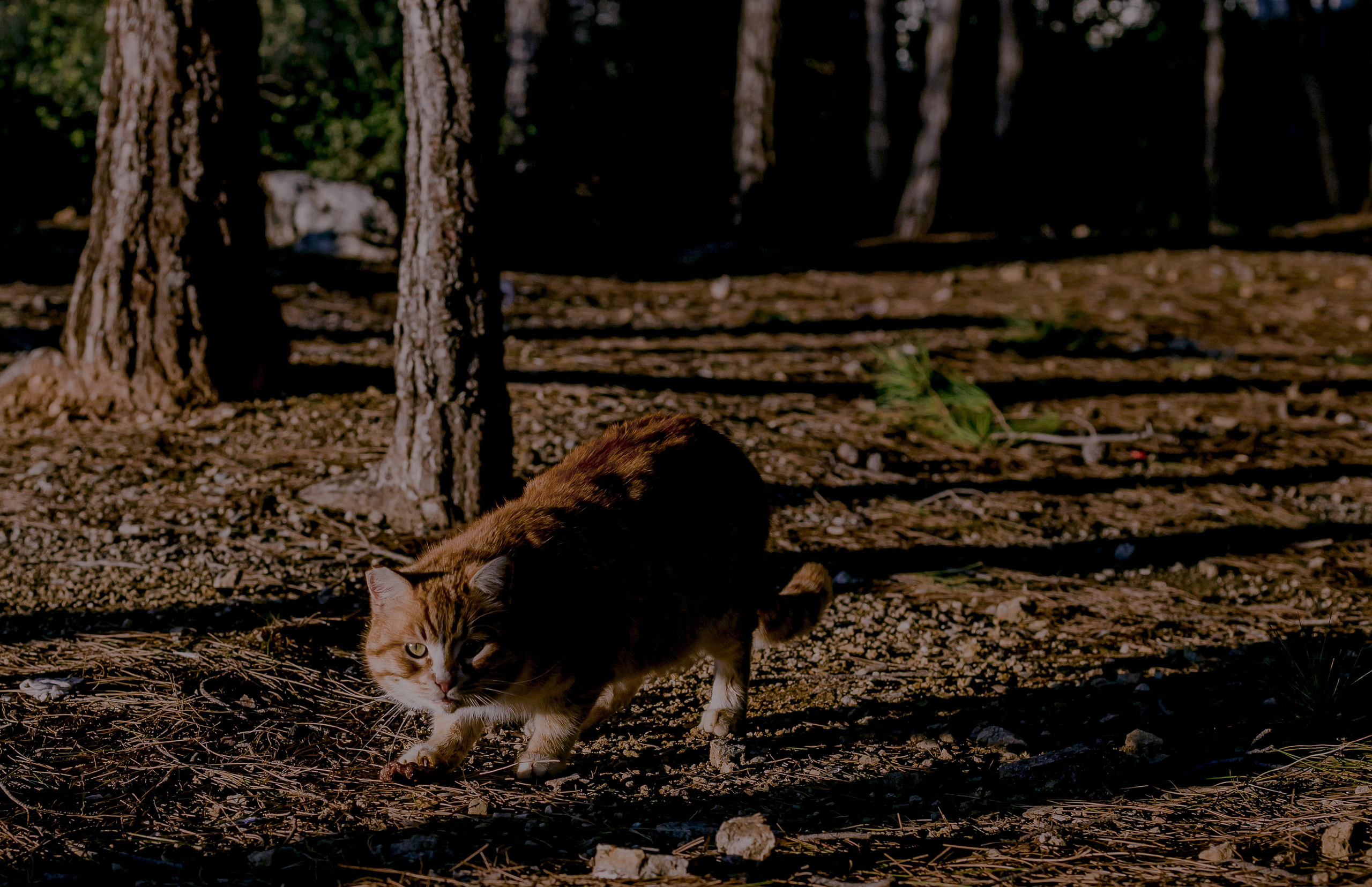 Turkey, Alanya. Art Photographer