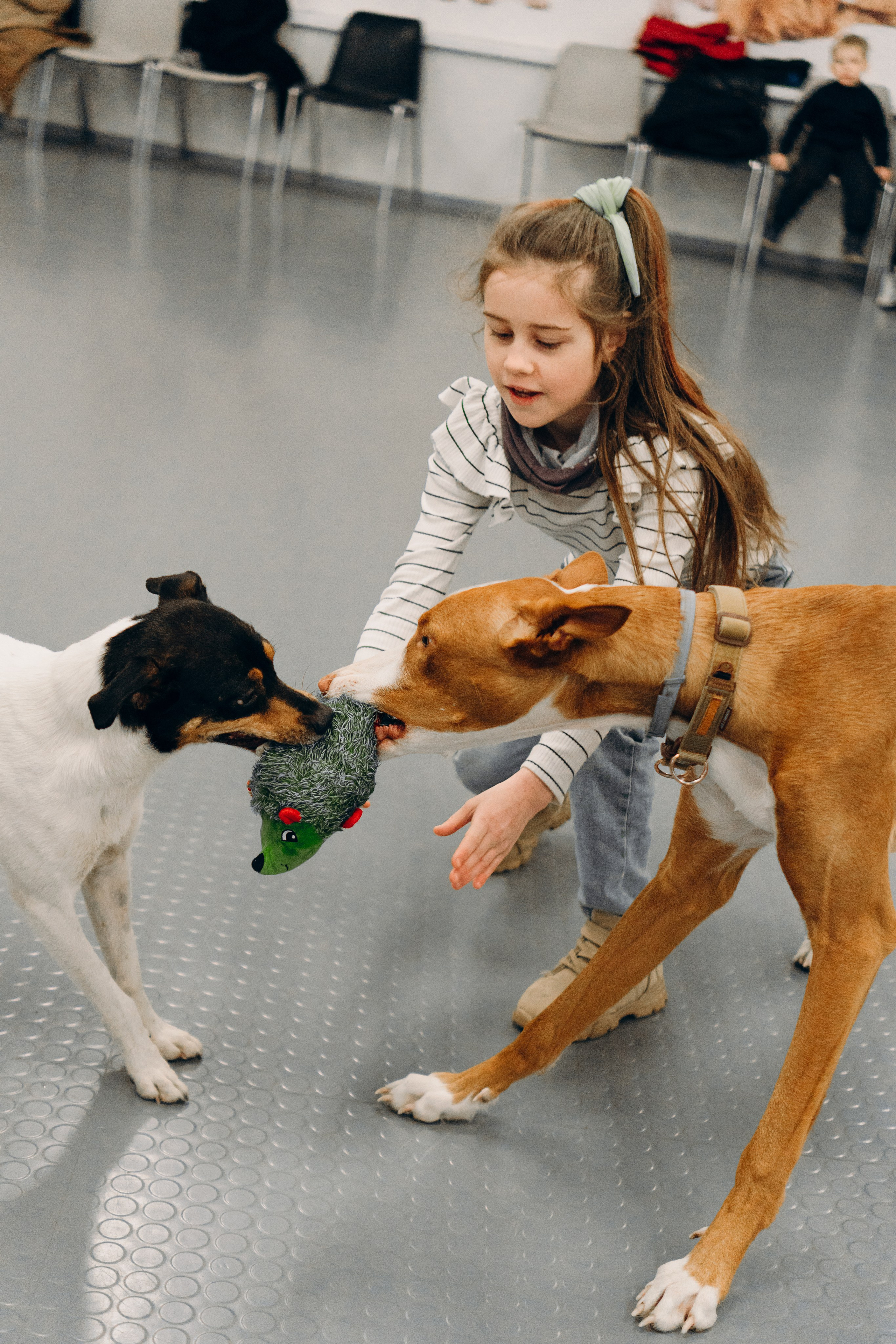 GalgoTreff / PetCity Rannamõisa, 13 apr. 2025. Kat Laisaar — Pet photographer in Tallinn