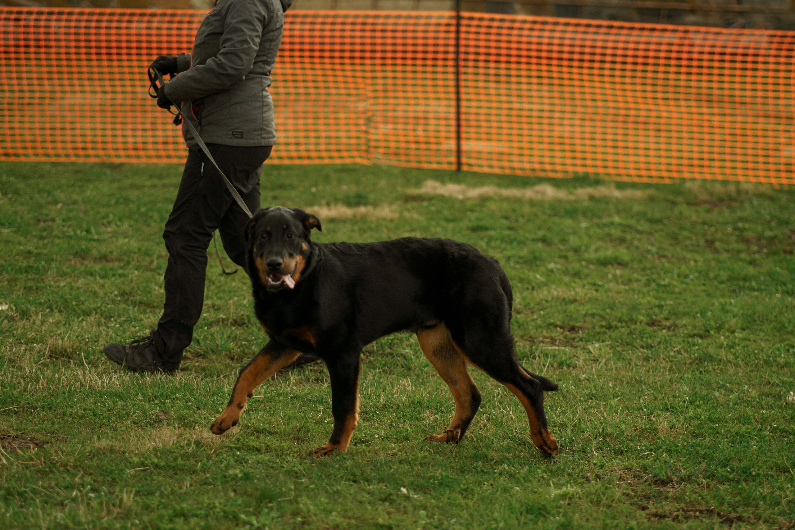 Herding Days, 26 apr. 2025. Kat Laisaar — Pet photographer in Tallinn
