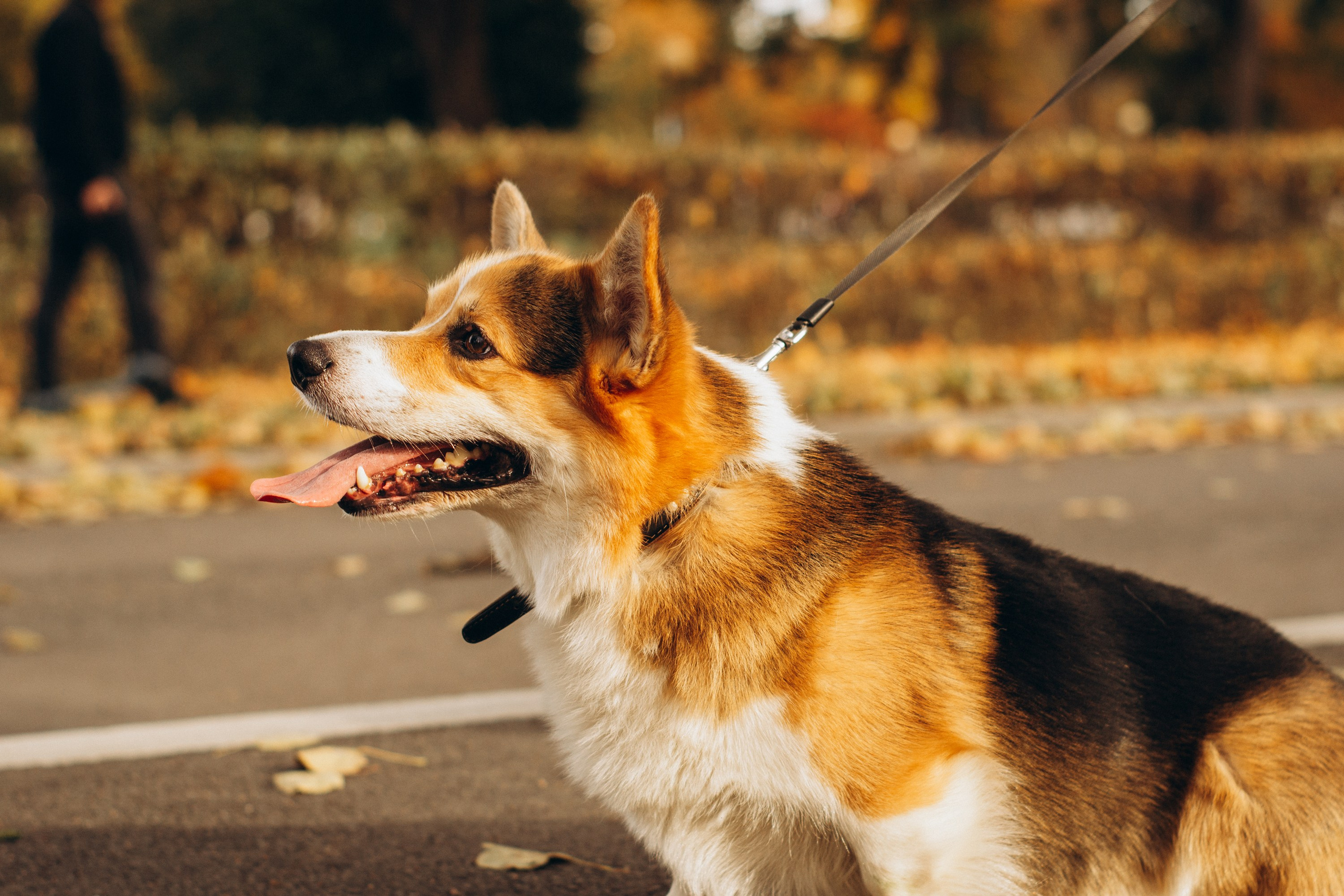 Corgi party, october. Kat Laisaar — Pet photographer in Tallinn