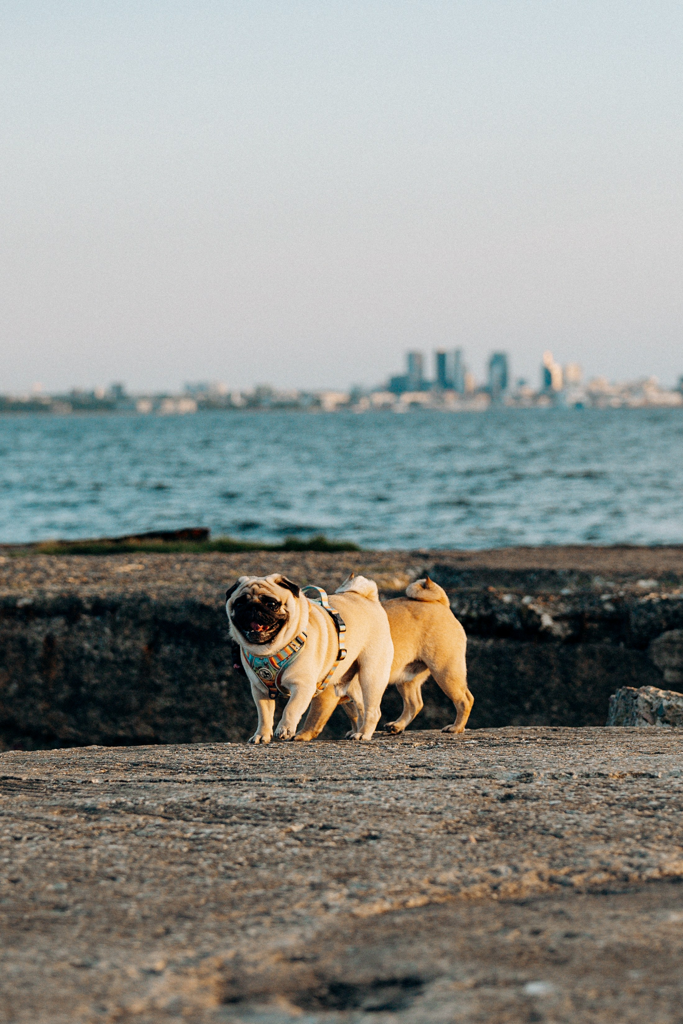 Frank, Tony, Katerina & Lev. Kat Laisaar — Pet photographer in Tallinn