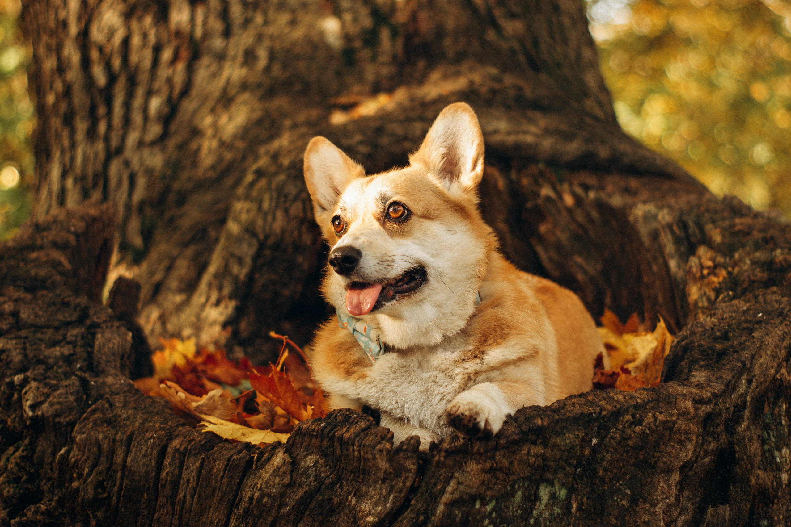 Irina and her Teffy, Pembroke Welsh Corgi. Kat Laisaar — Pet photographer in Tallinn