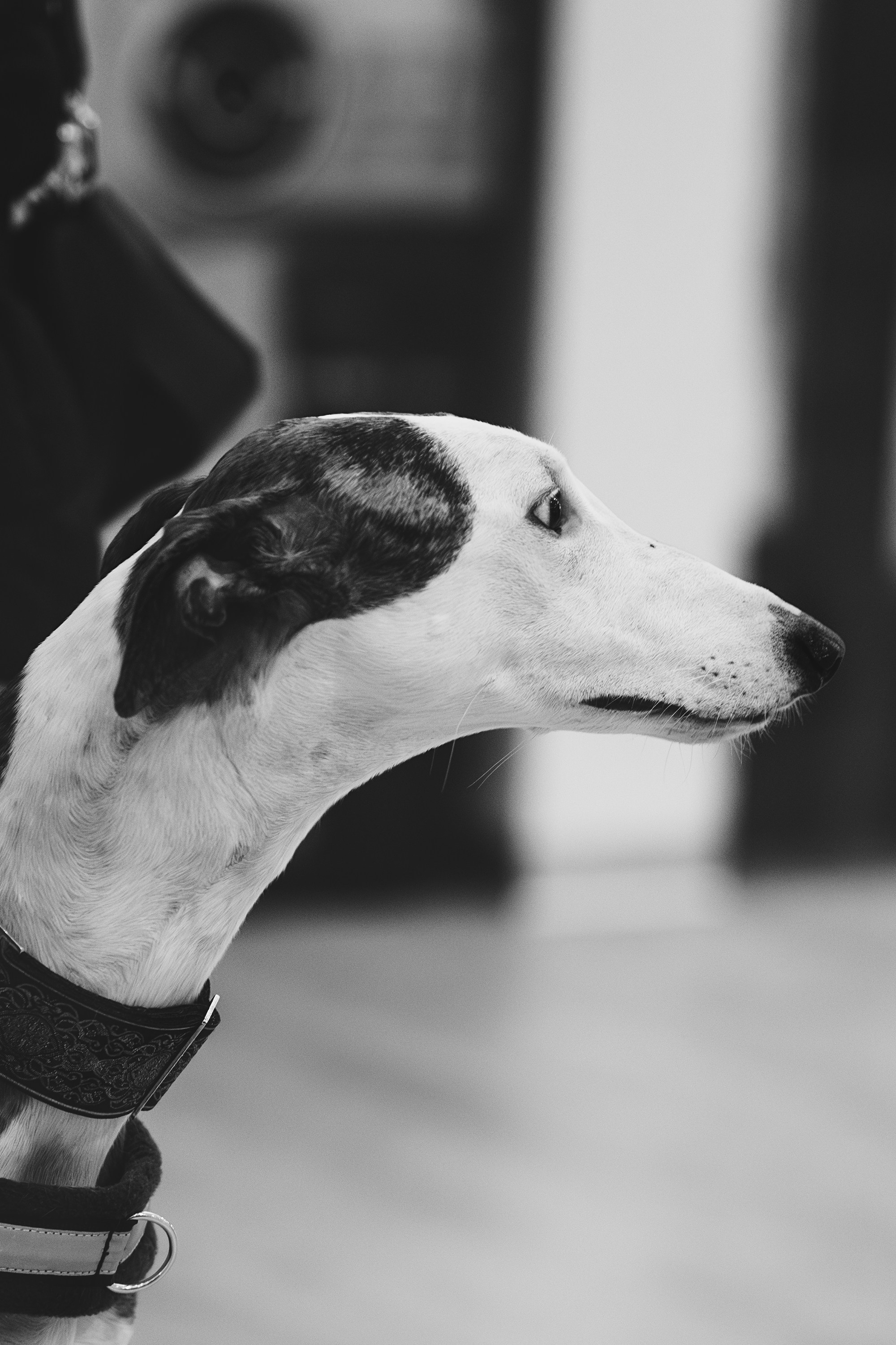 GalgoTreff / Solaris keskus 16 november. Kat Laisaar — Pet photographer in Tallinn