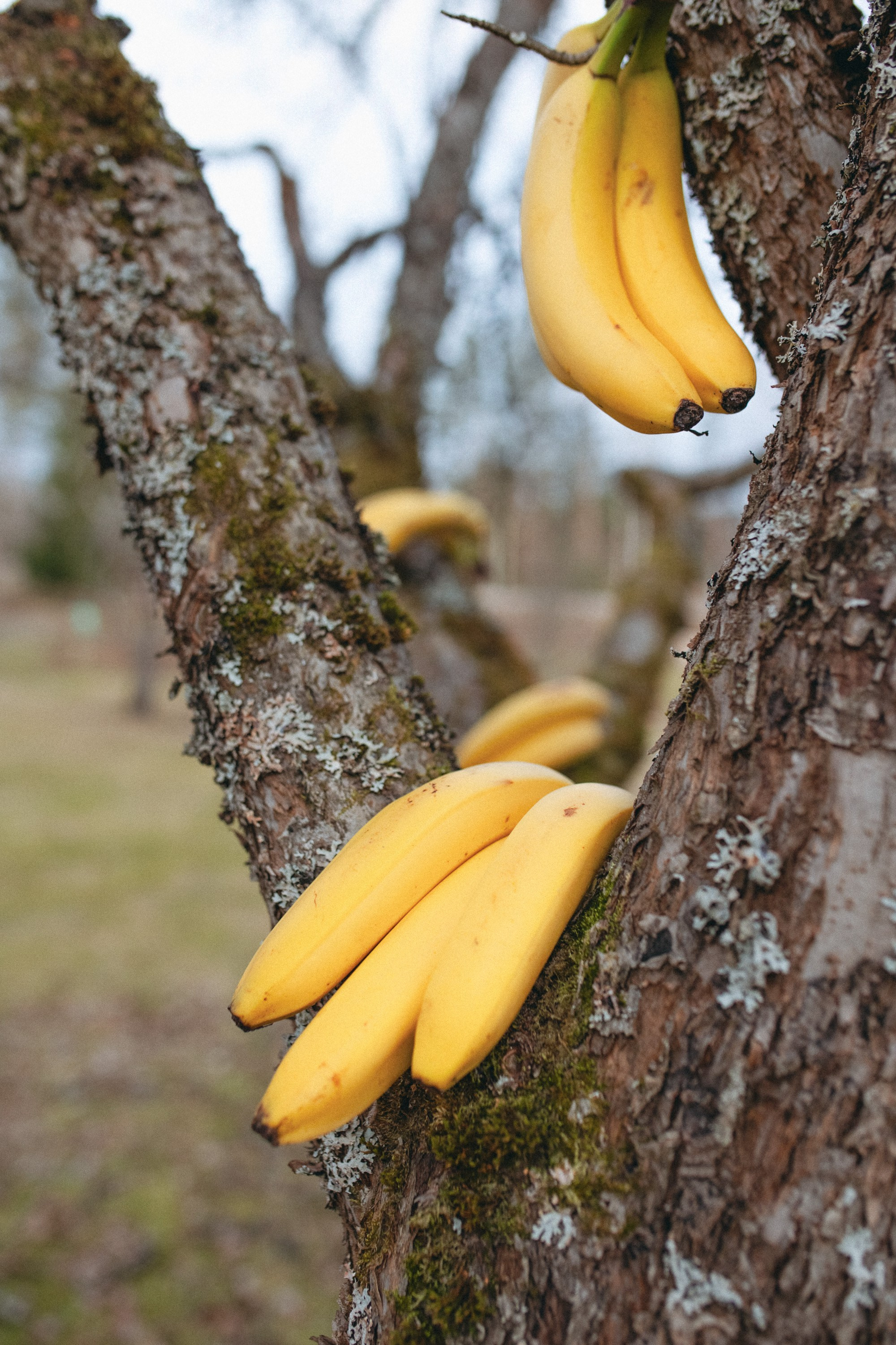 Banaani-Lifestyle -kuvaus. Valokuvaaja Lahti, Helsinki Elena Salonen