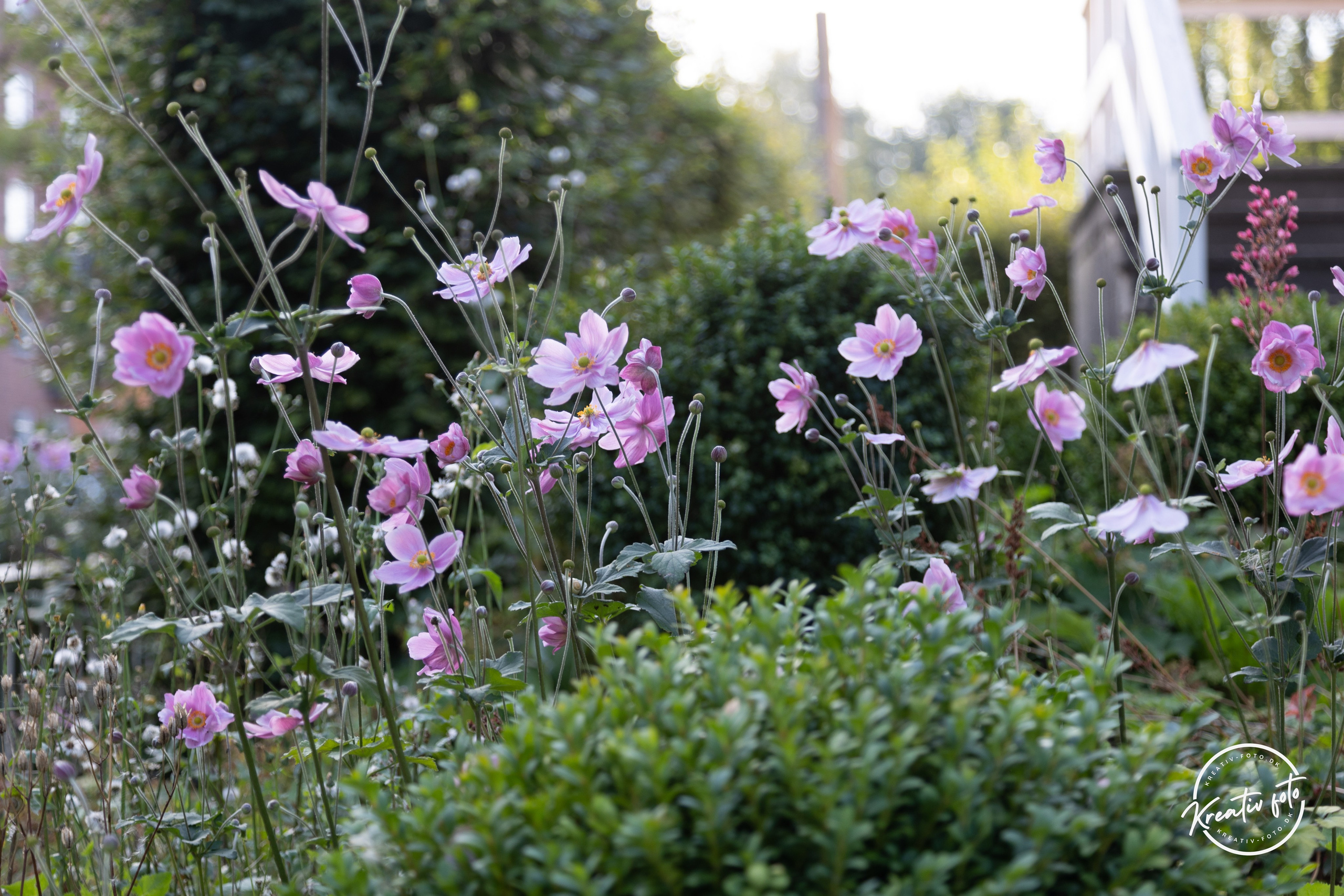 Sommer. Fotograf Aarhus | Portrætfoto Århus | Flotte billeder