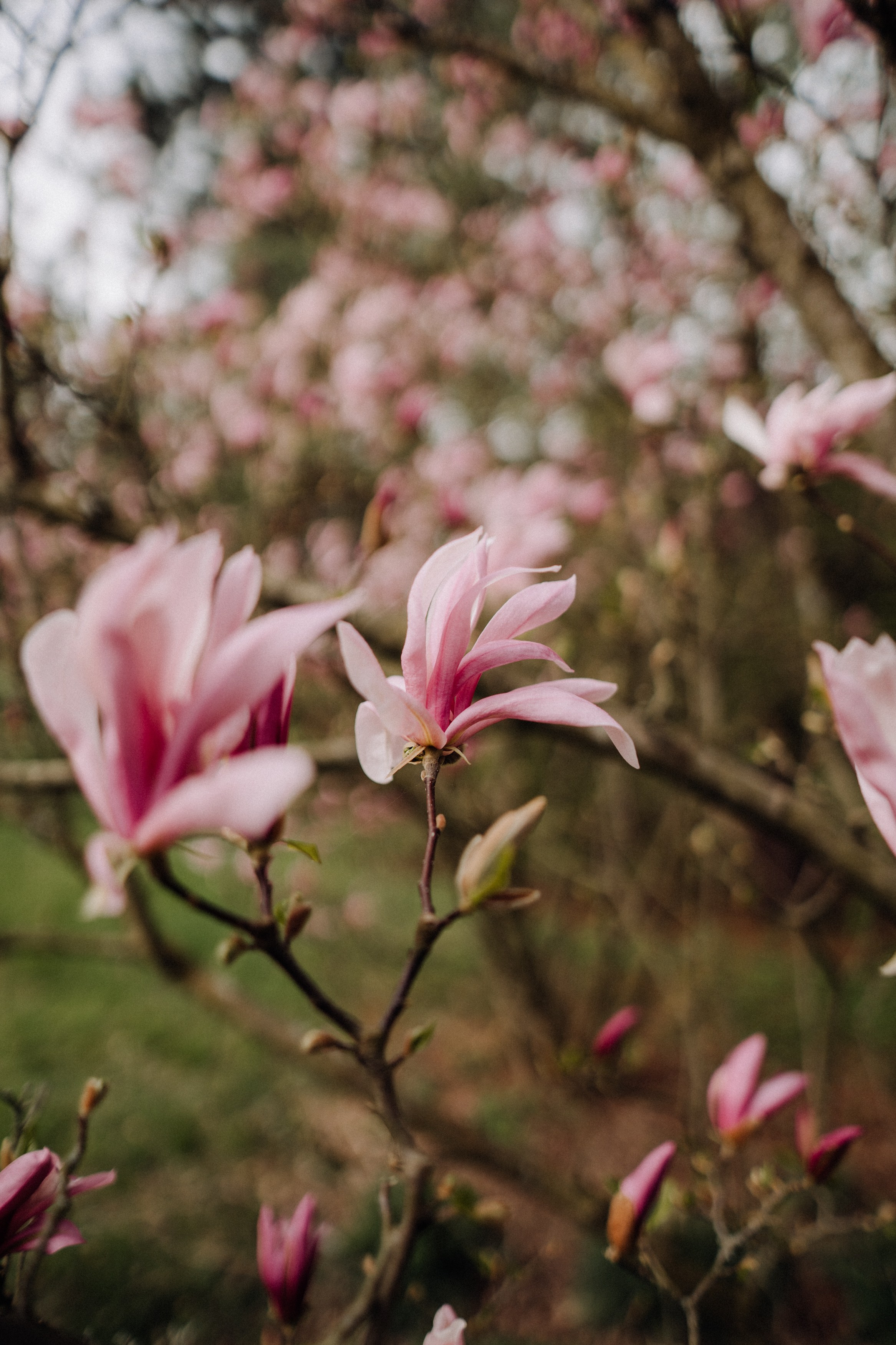 Nature. Фотограф в Праге Анна Лебедева
