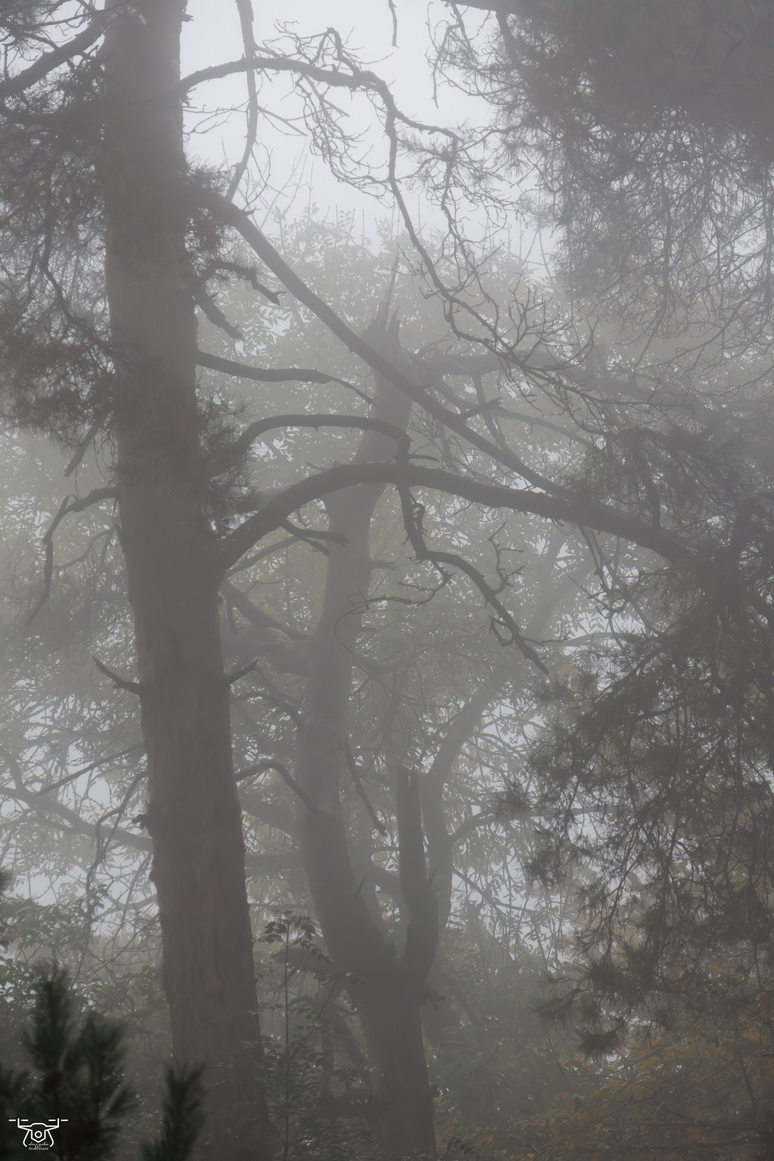 კოჯრის ტყის ნისლები. FramefreeMan