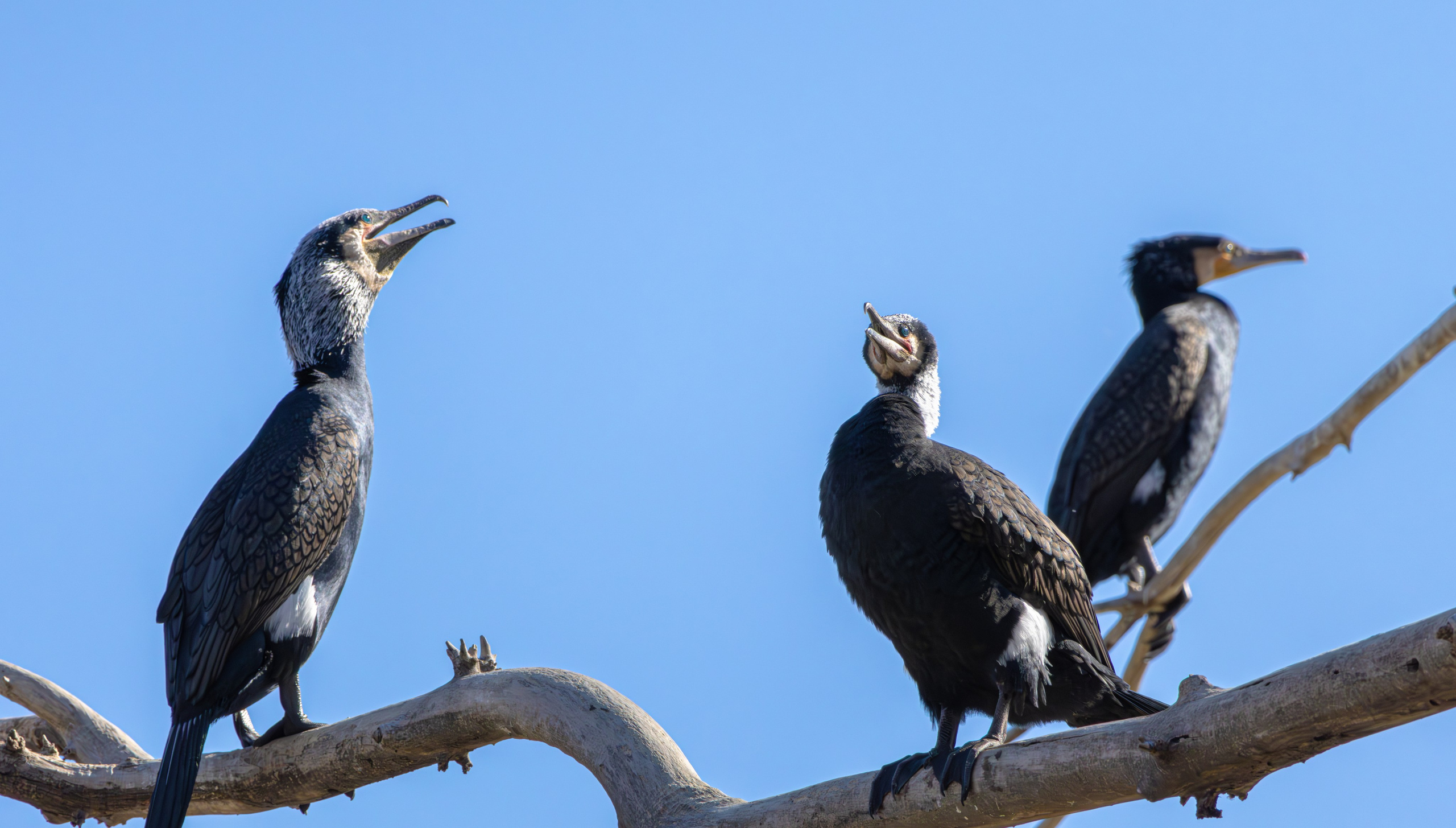 გასეირნება მტკვრის სანაპიროზე. FramefreeMan