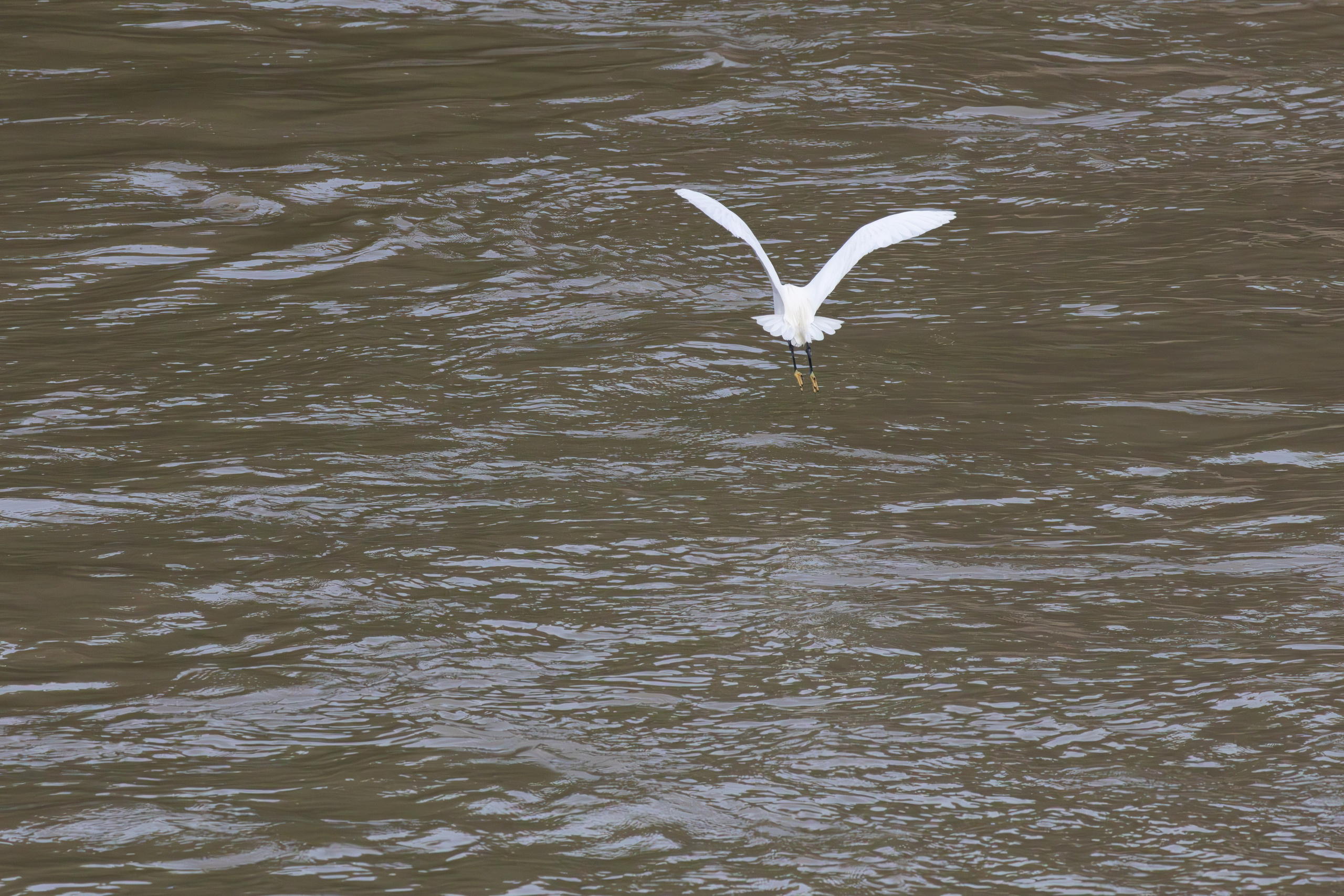 მტკვრის ხეობის ყველაზე ლამაზი სტუმარი. FramefreeMan