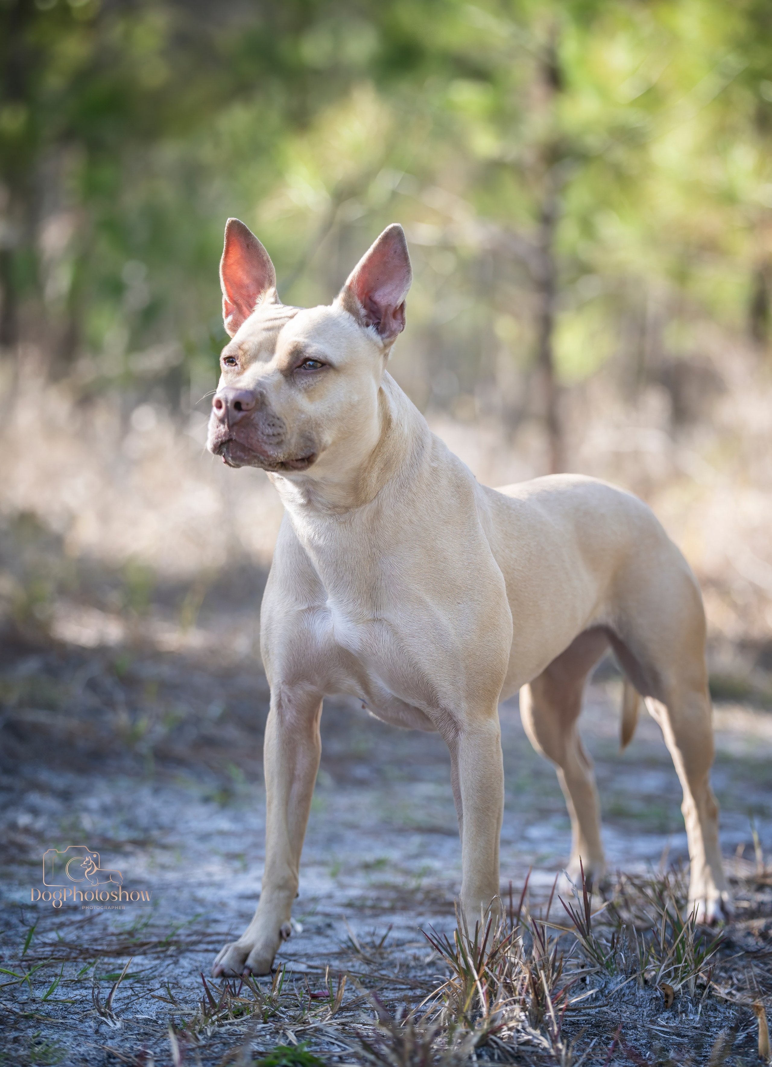 📸 12. Katerina Royter Pet Photographer North Florida