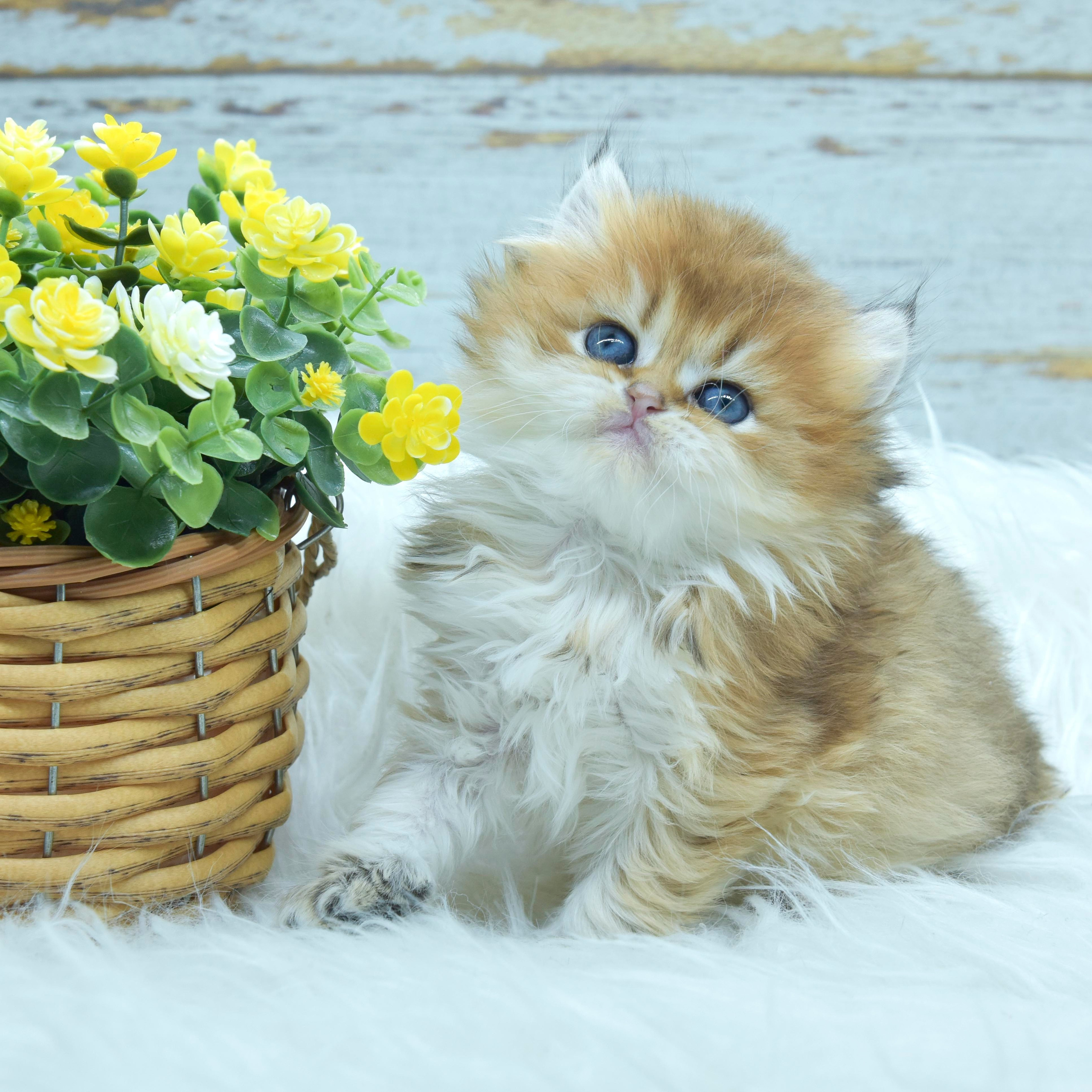 εκτροφείο βρετανικής κοντότριχης γάτας στην Αθήνα, εκτροφείο βρετανικής κοντότριχης στην Ελλάδα, βρετανική κοντότριχη γάτα τιμή, βρετανική μακρύτριχη γάτα τιμή, βρετανική κοντότριχη Θεσσαλονίκη, βρετανική κοντότριχη Αθήνα