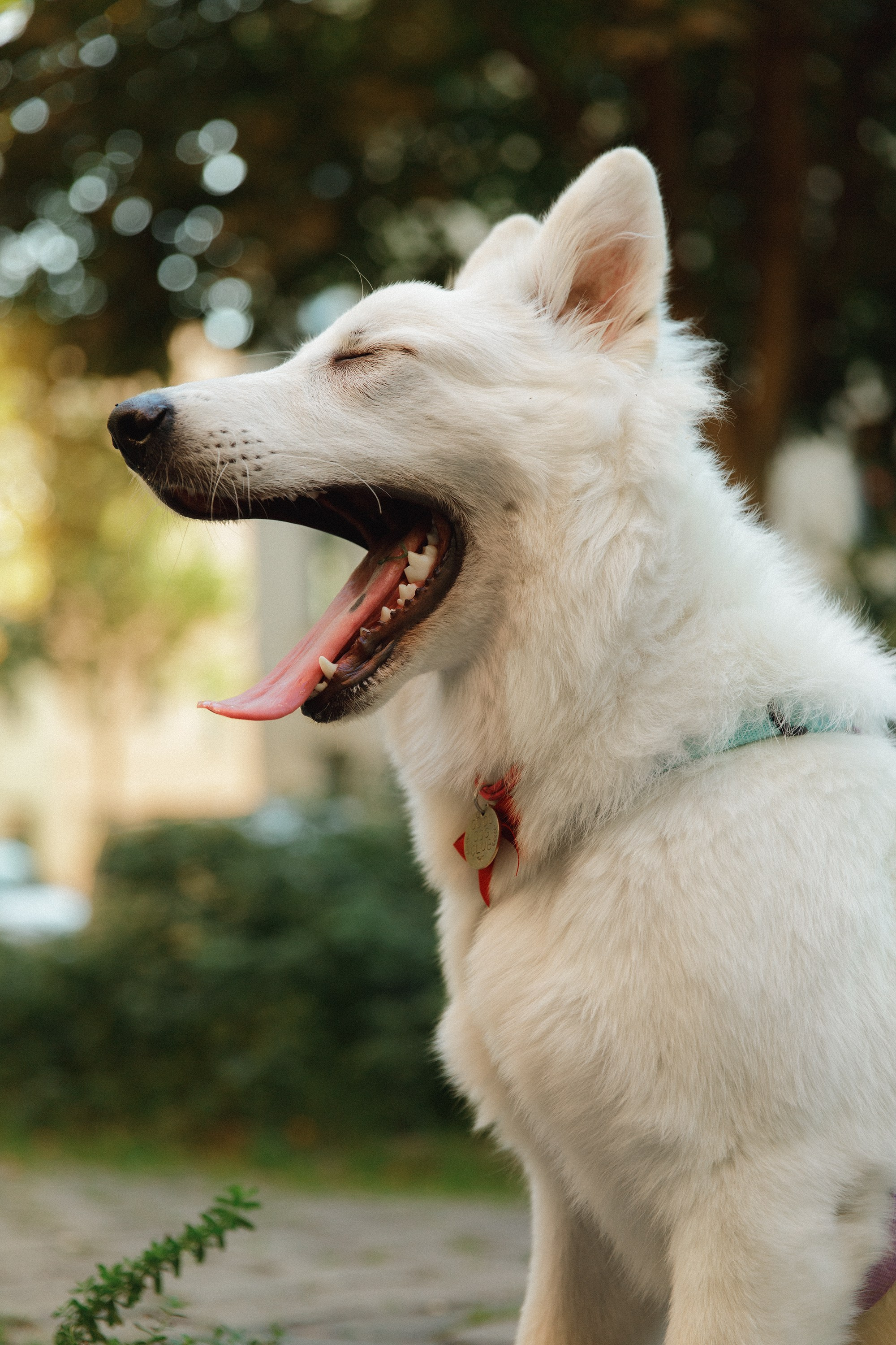 Astra in Leipzig. Kaja | fotograf we Wrocławiu | ludzie i psy