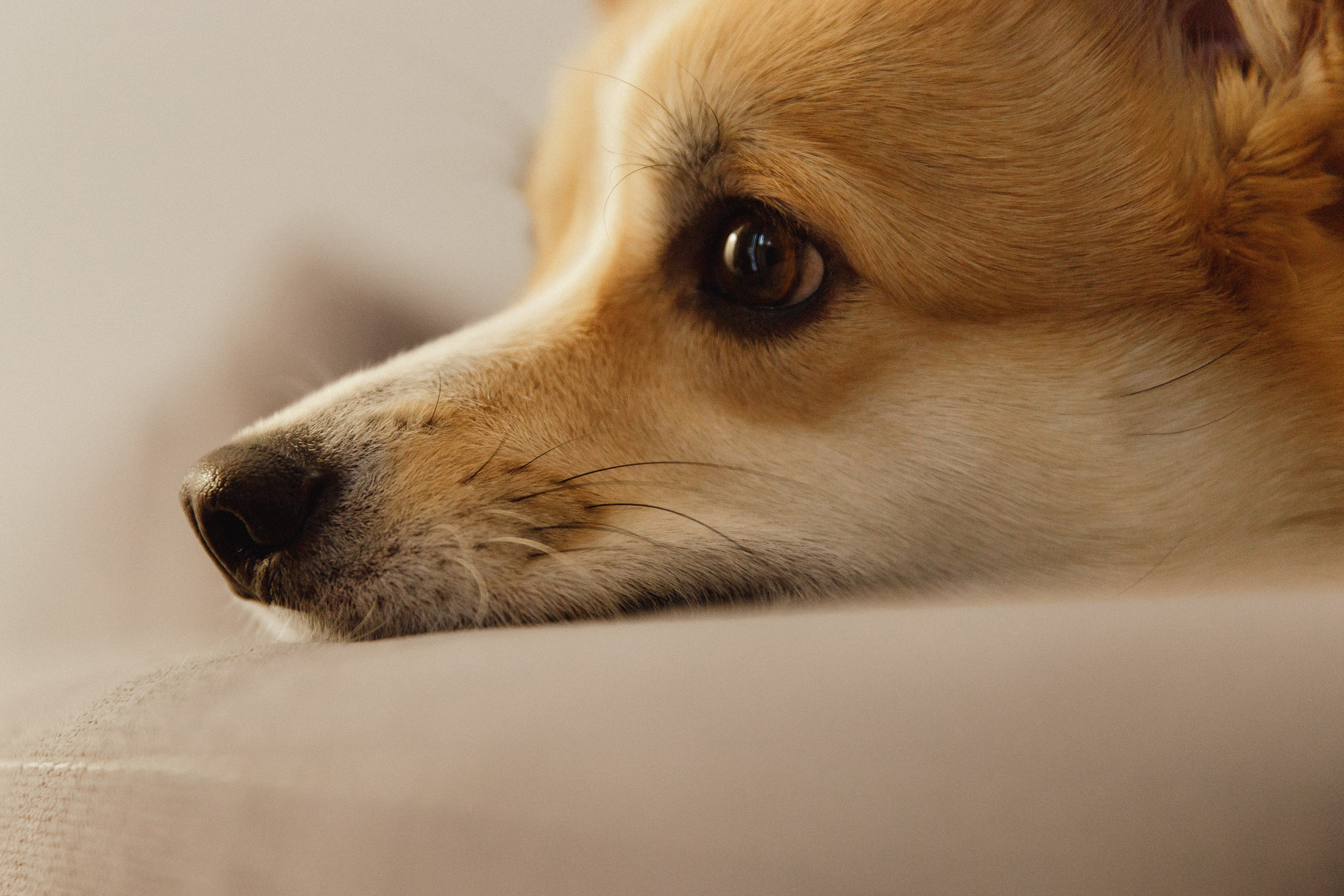 Dasha & Daisy. Kaja | fotograf psów we Wrocławiu