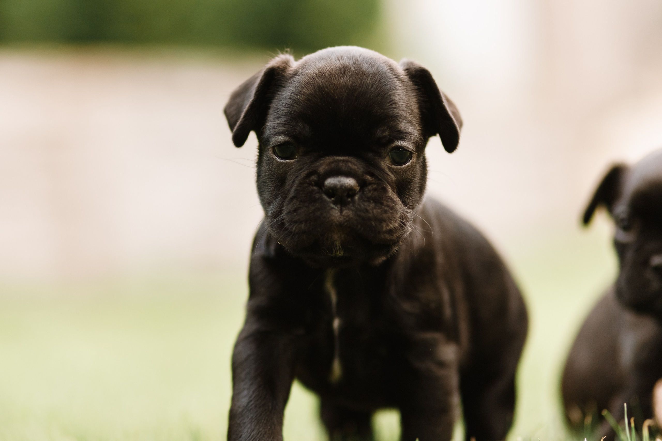 French bulldog puppies. Kaja | fotograf we Wrocławiu | ludzie i psy