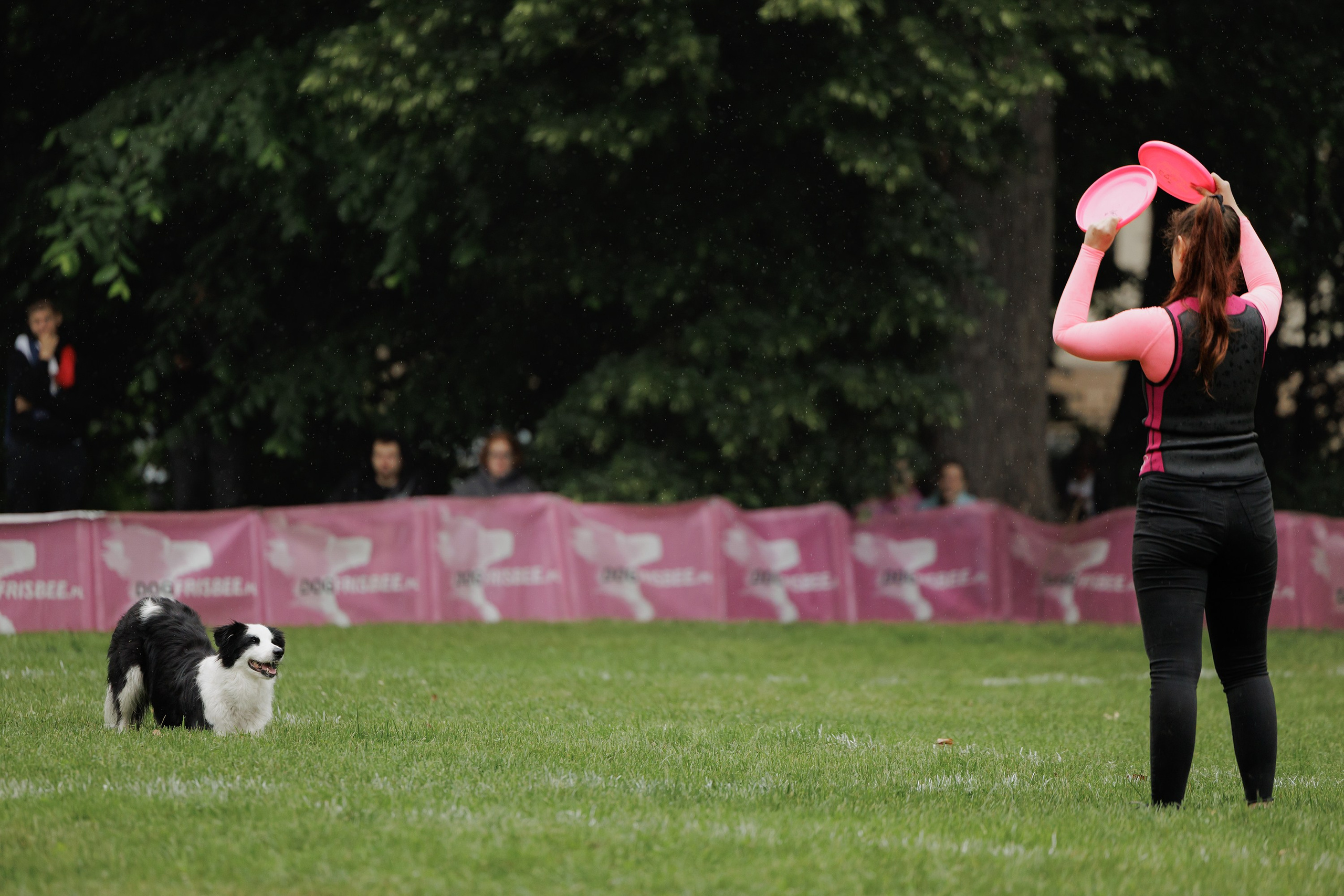 Latające psy, Wrocław'25. Kaja | fotograf psów we Wrocławiu