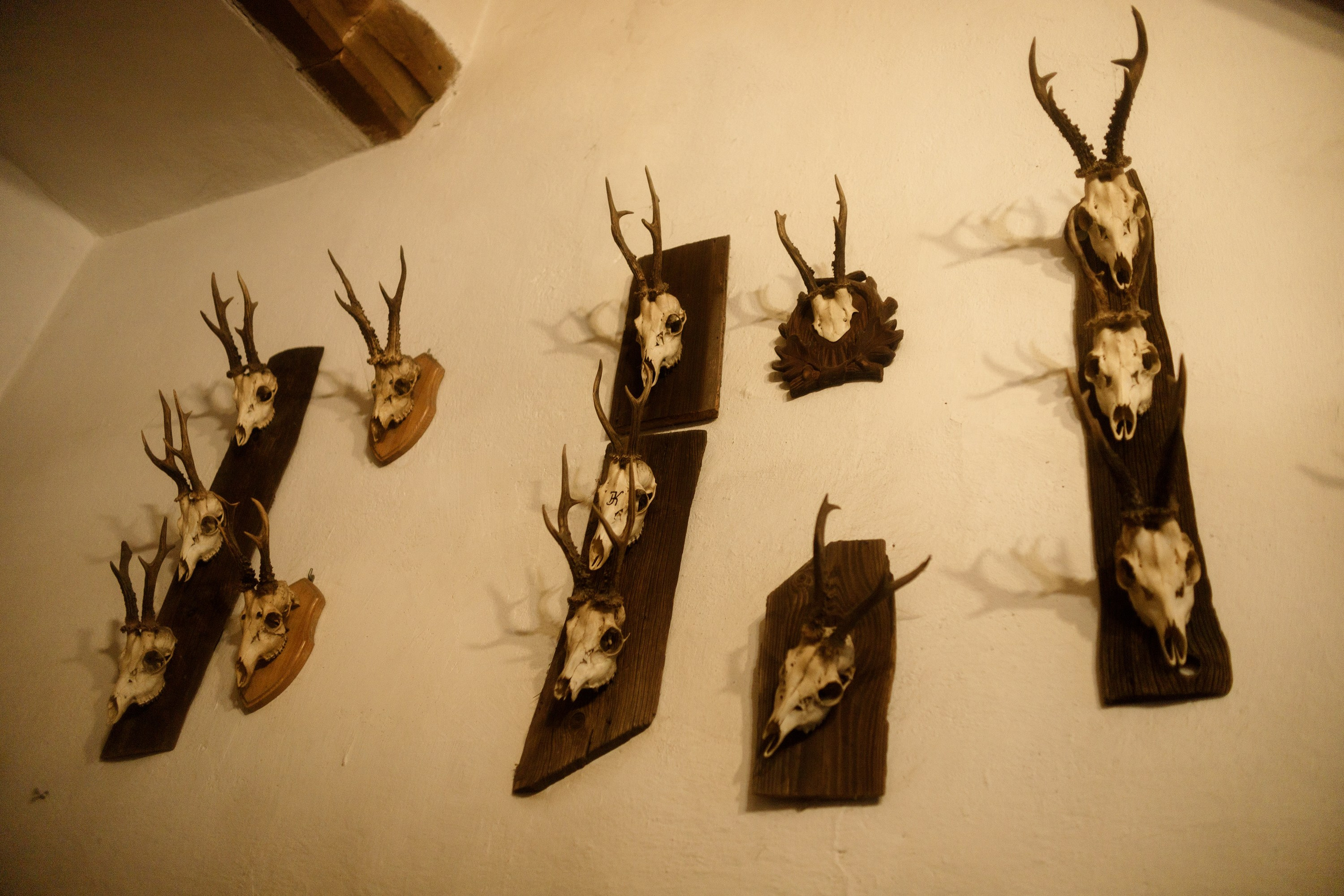 Zamek Grodziec. Kaja | fotograf psów we Wrocławiu