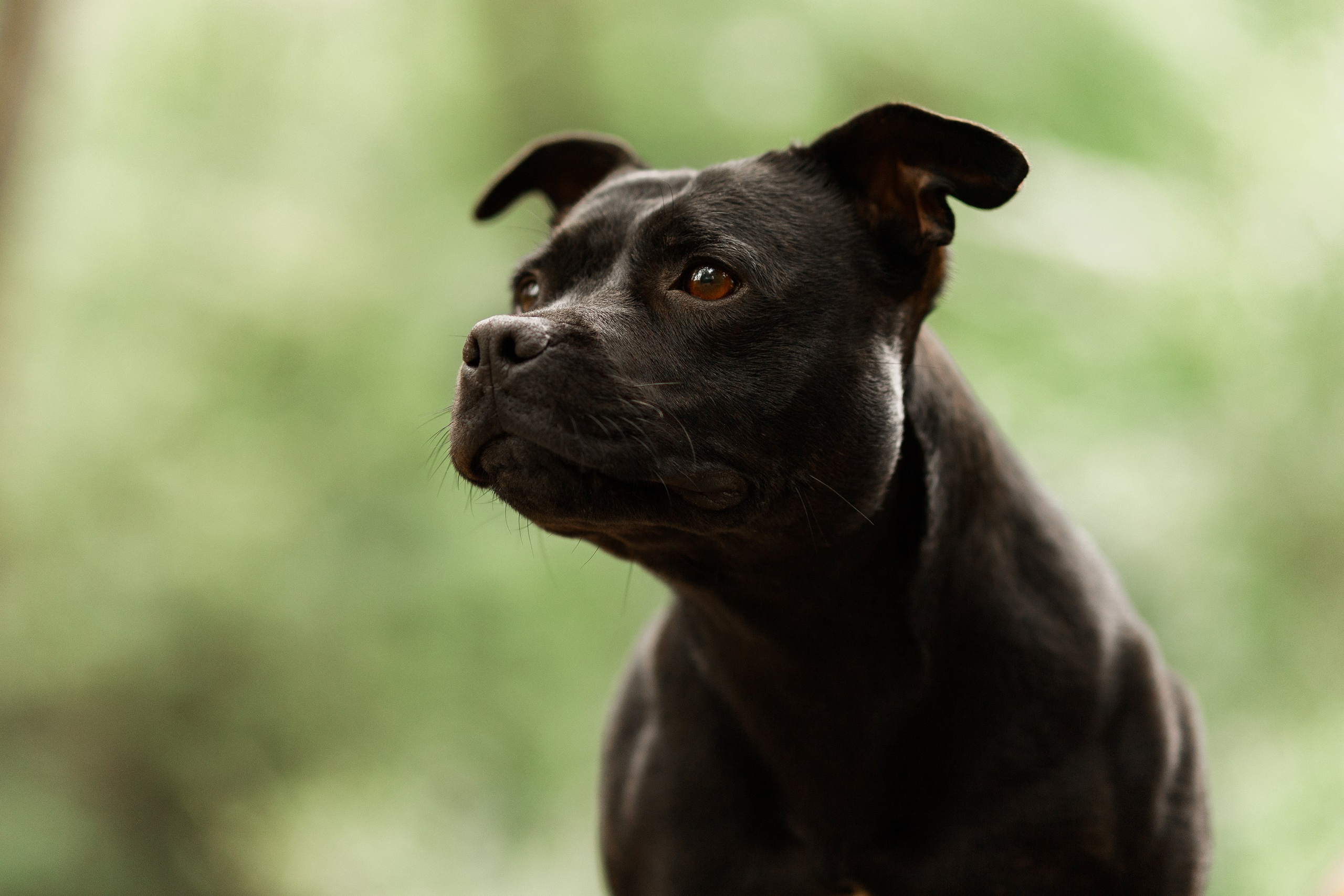 Staffy Yosia. Kaja | fotograf we Wrocławiu | ludzie i psy