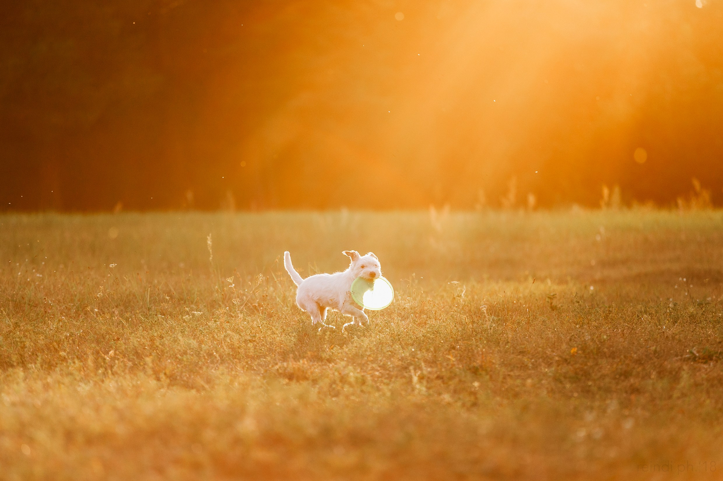 Frisbee training at sunset | summer. Kaja | fotograf we Wrocławiu | ludzie i psy