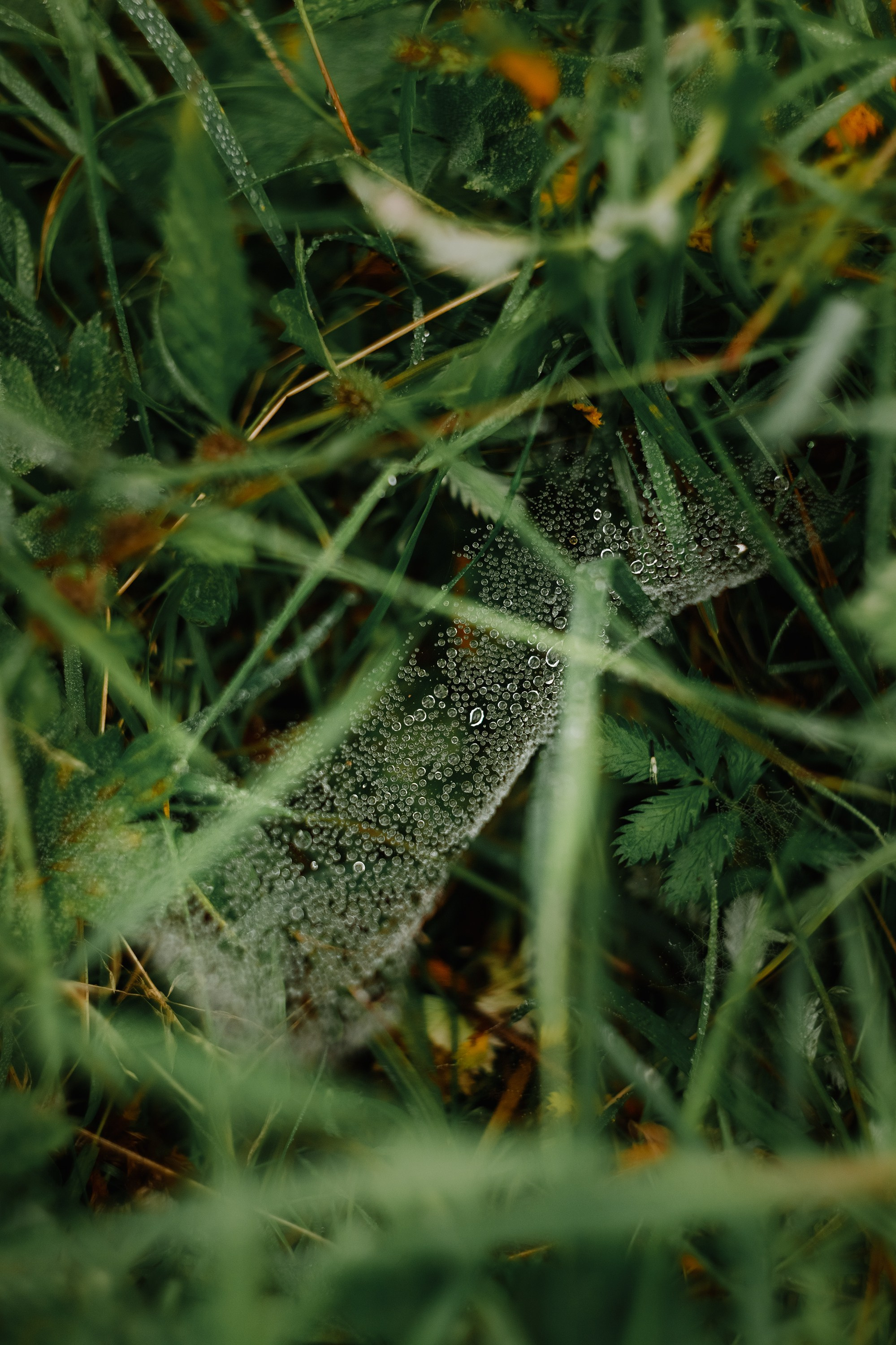 Grodno. Kaja | fotograf we Wrocławiu | ludzie i psy