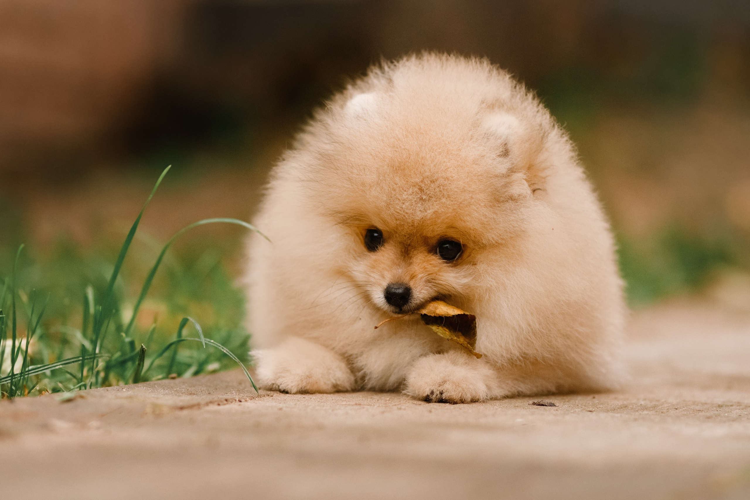 Halloween spitz puppies. Kaja | fotograf we Wrocławiu | ludzie i psy