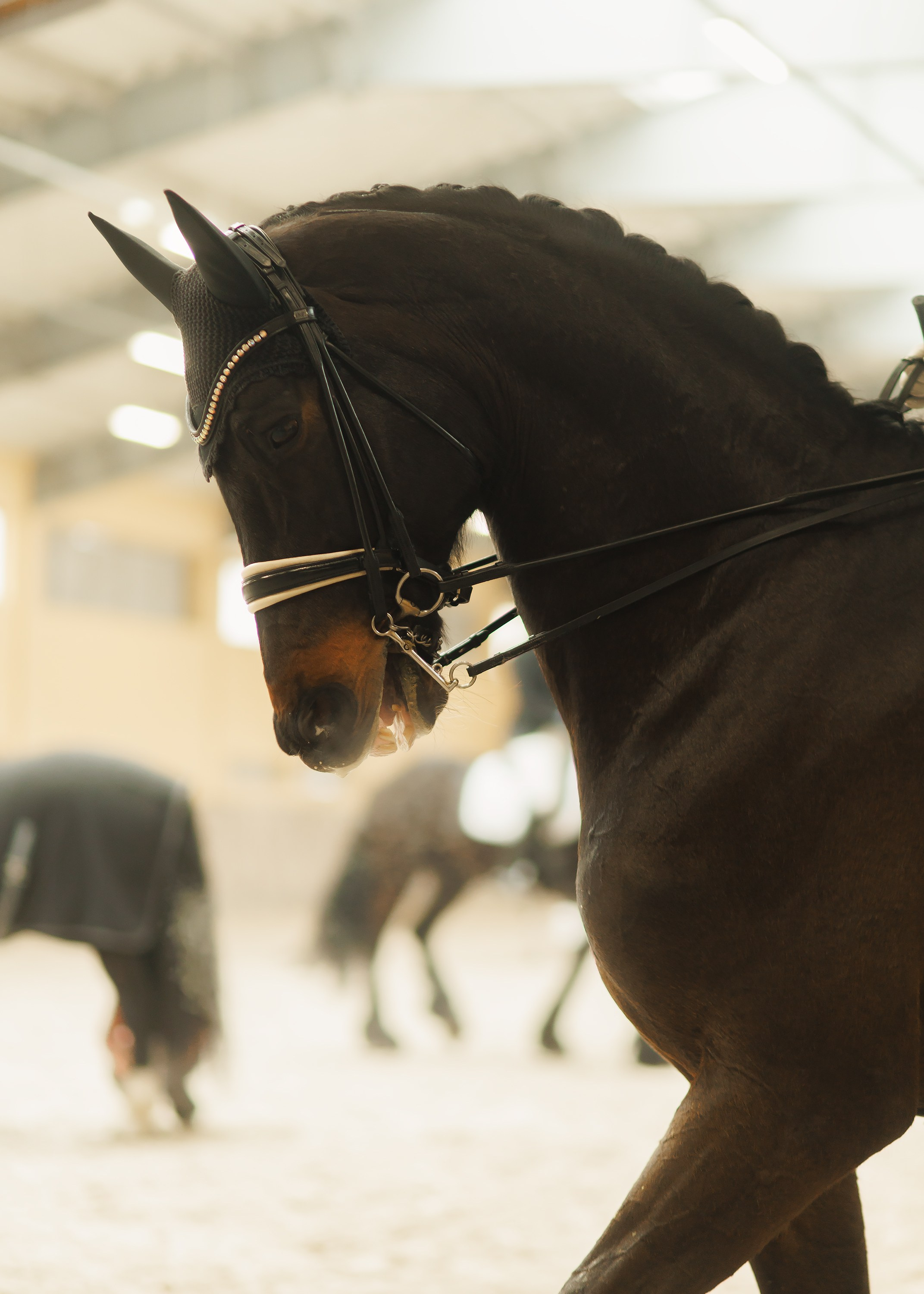 Fotografia koni Wrocław \ ujeżdżenie, Partynice. Kaja | fotograf we Wrocławiu | ludzie i psy