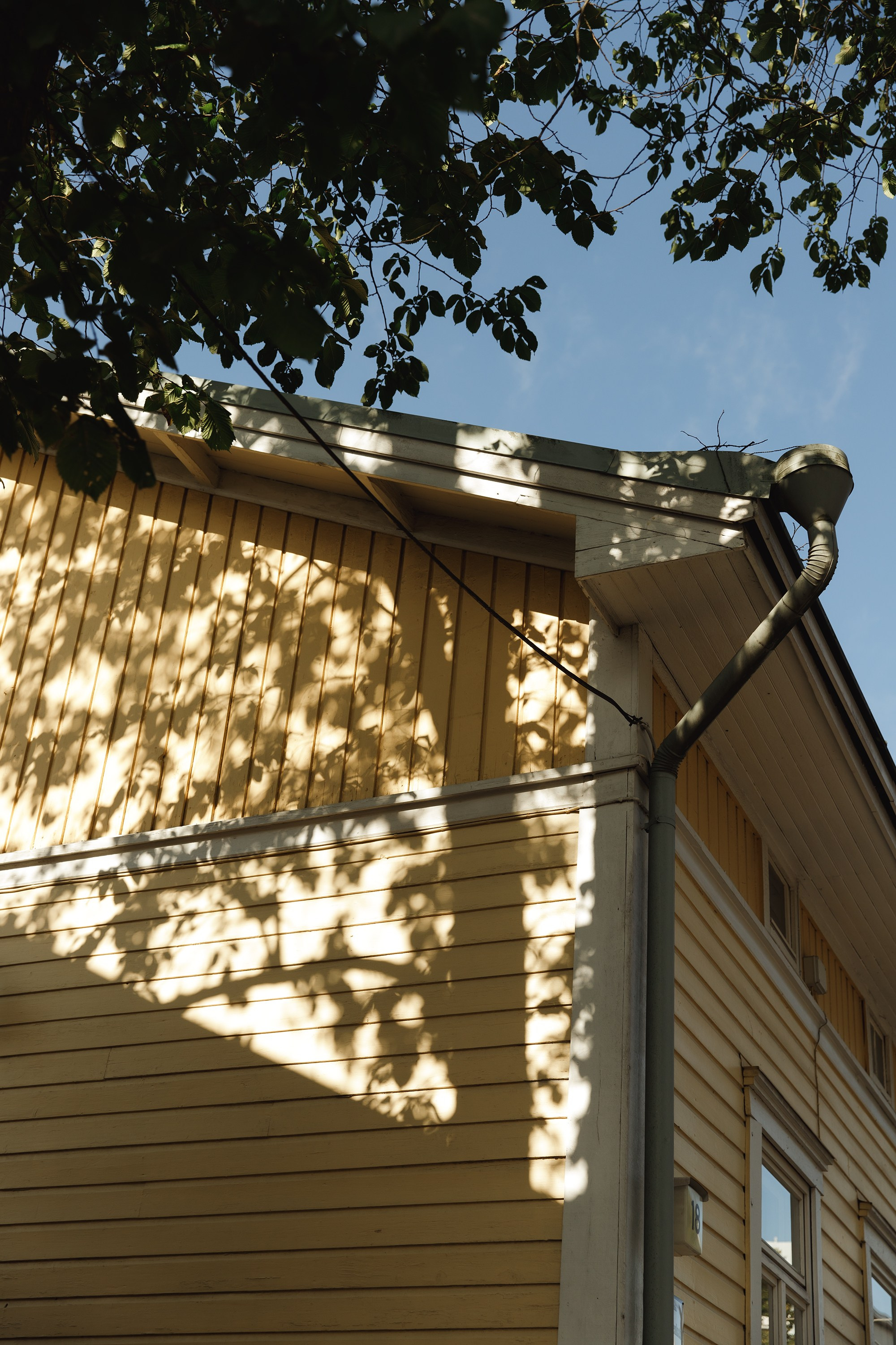 Turku. Kaja | fotograf psów we Wrocławiu