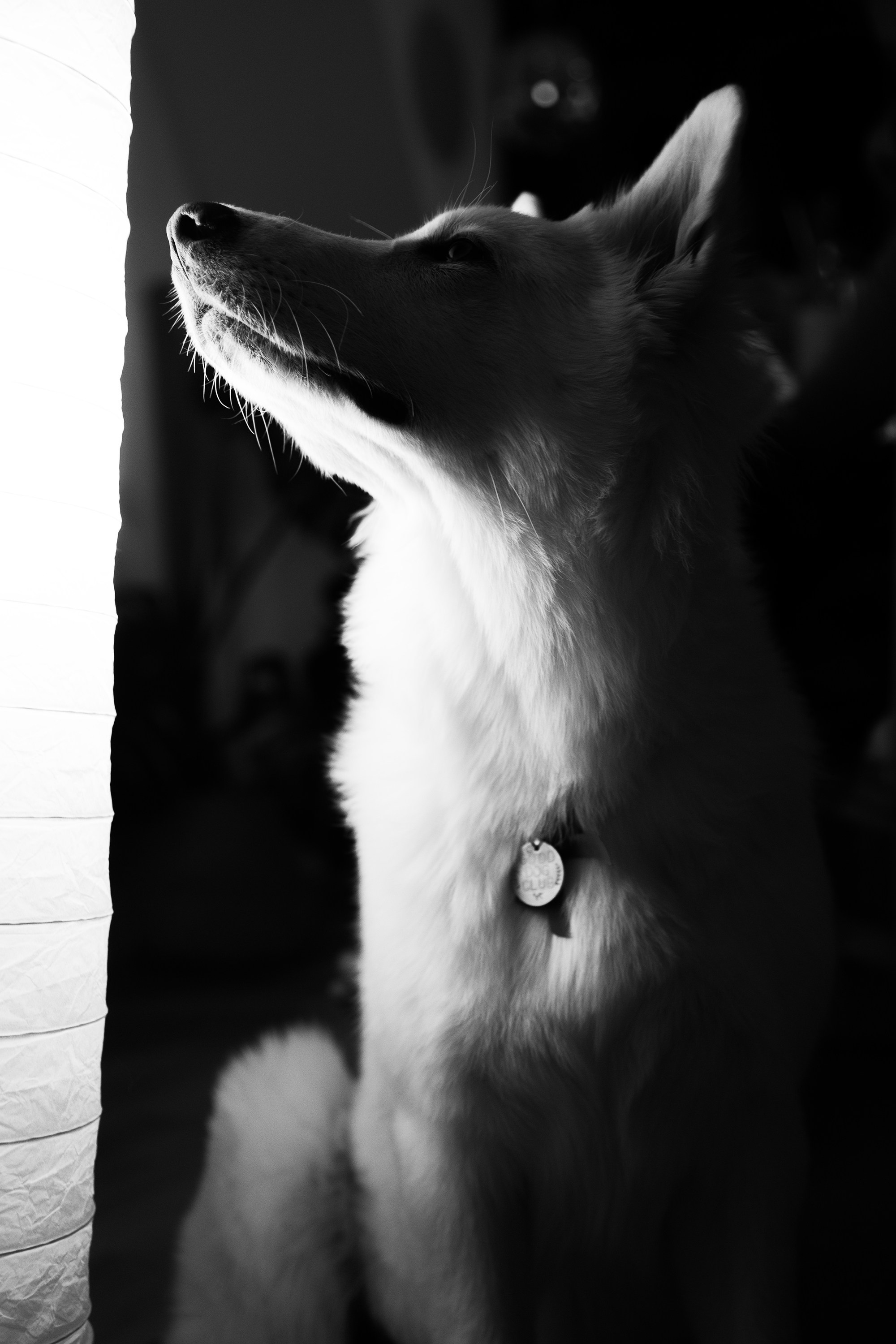 Astra in Leipzig. Kaja | fotograf we Wrocławiu | ludzie i psy